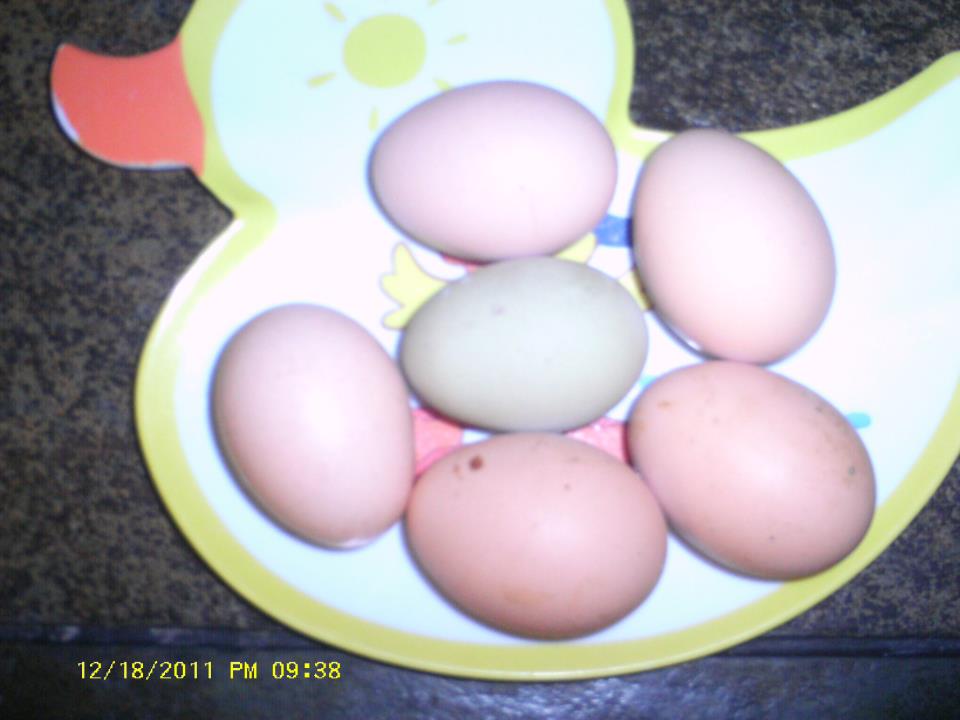 The first greenish egg, surrounded by Orphington eggs (with flash)