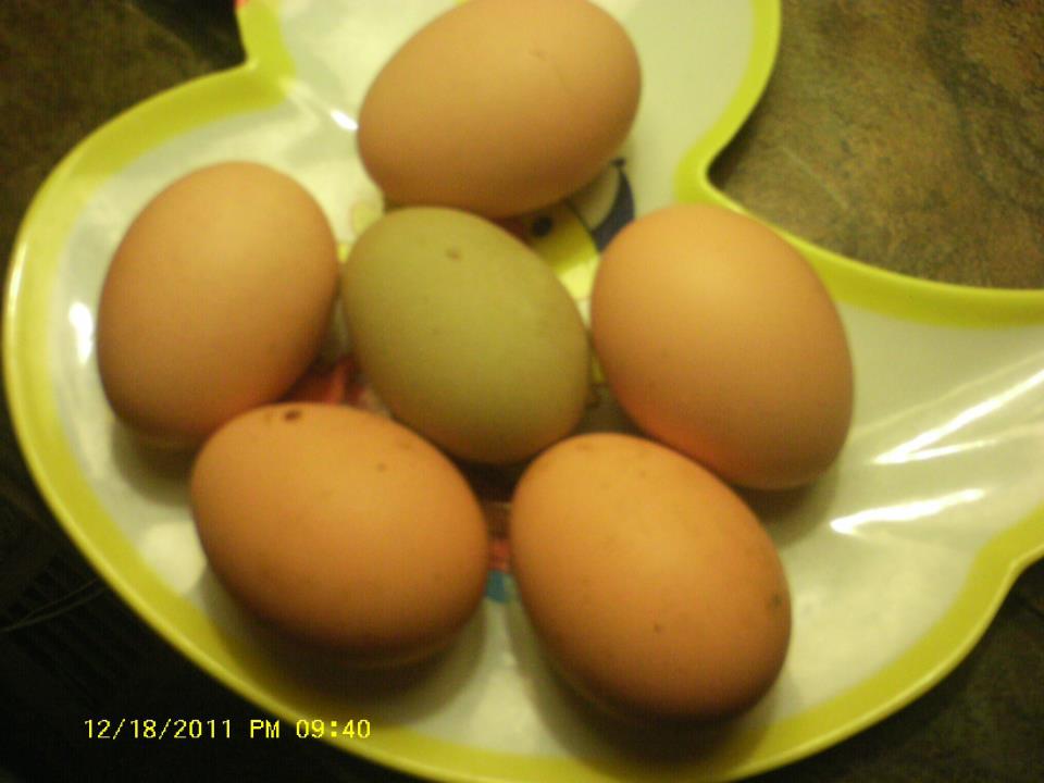 The first greenish egg, surrounded by Orphington eggs