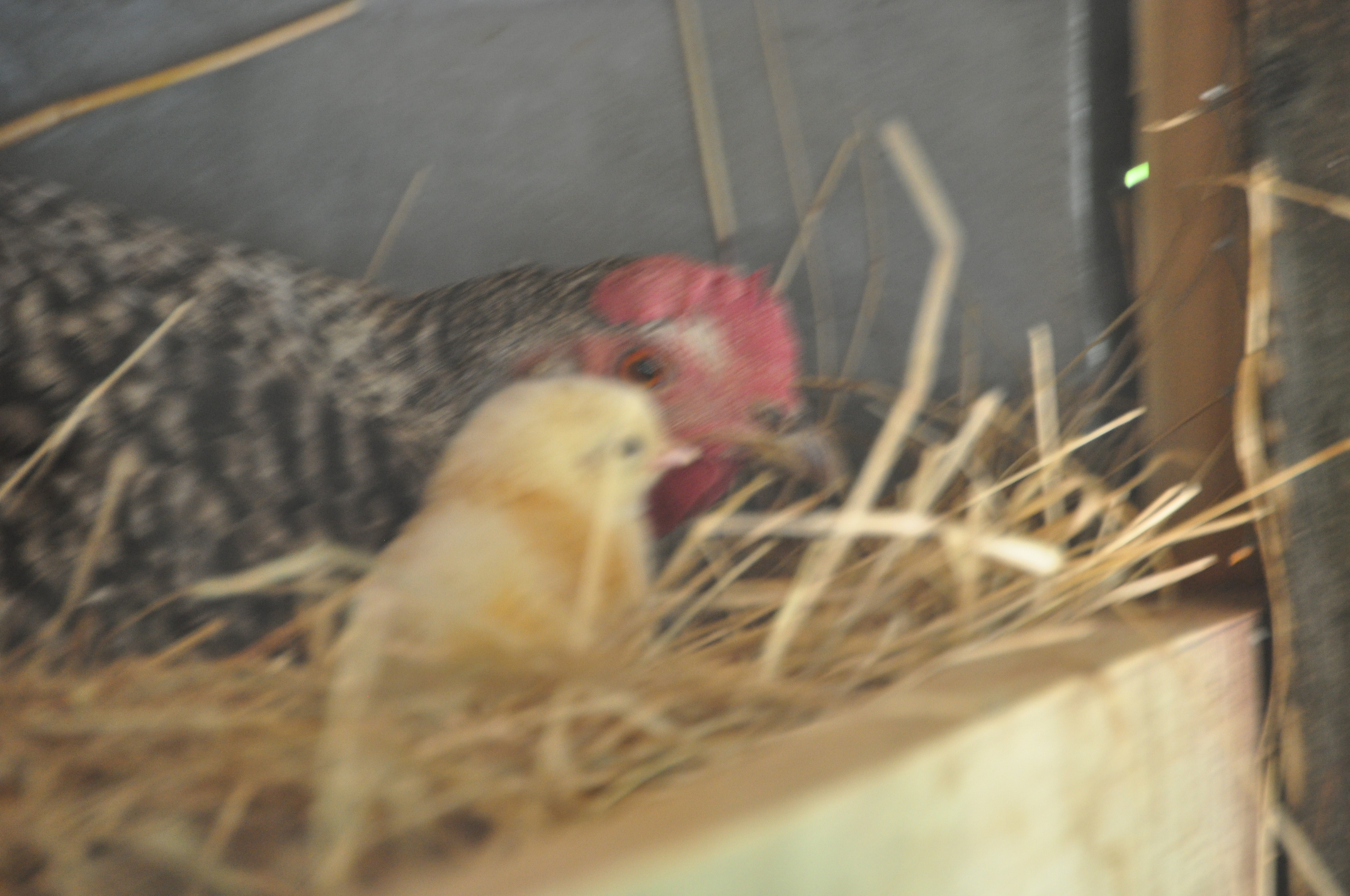 The first new baby chick! May 28, 2013