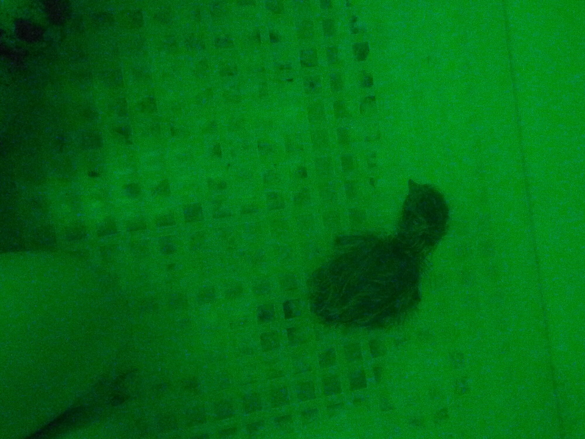 The first of the two quail we hatched out