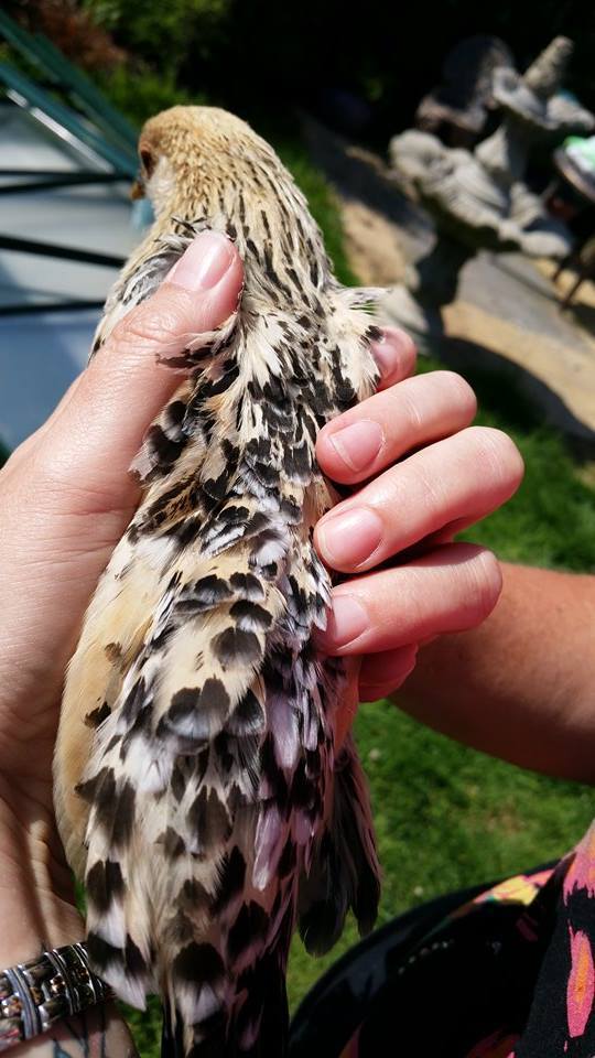 The first one is Elsie, from day one she was the most friendliest chicken. Every morning when I let her out she flies onto either my head or into my hands. 
They are a fantastic breed to own and are in love already.