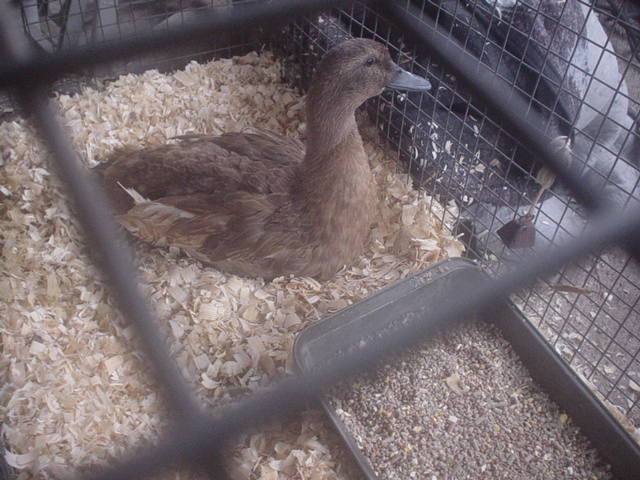 The first quacker.