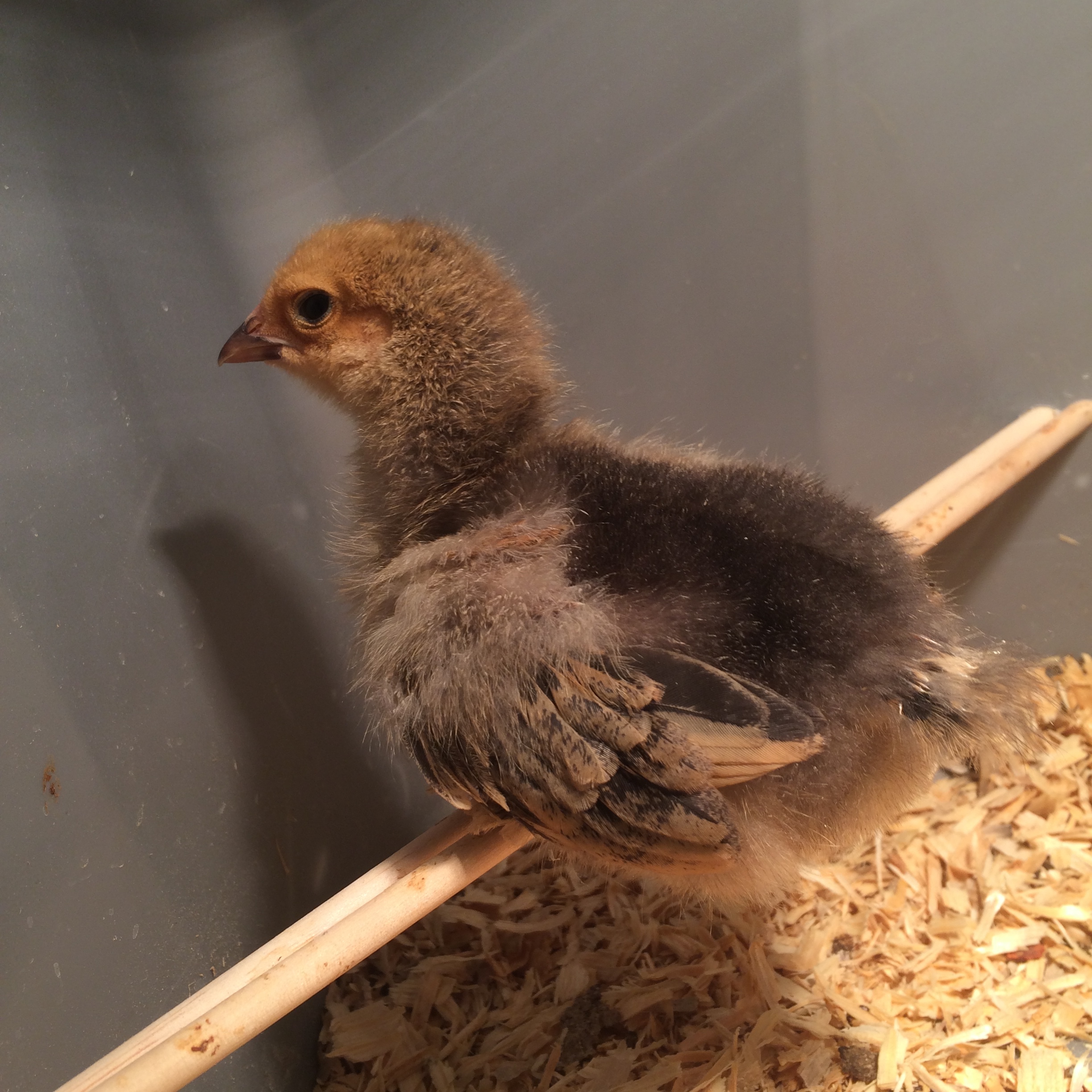 the first to use the perch!