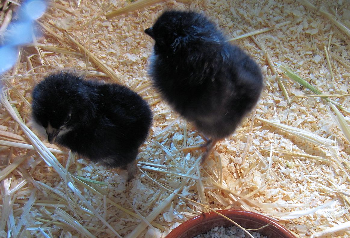 the first two chicks