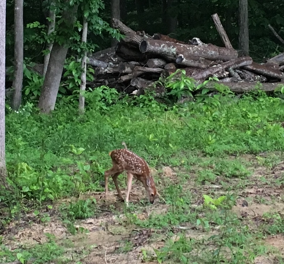 The first visitor to the coop!