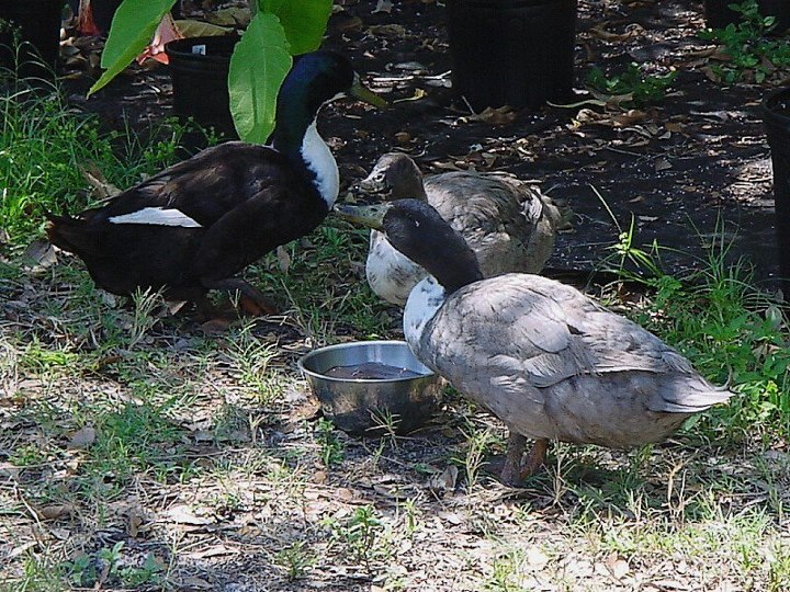 The first visitors.