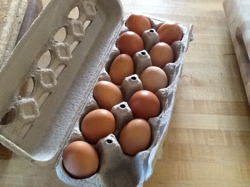 The first week's eggs! One broke or it would have been an even dozen!