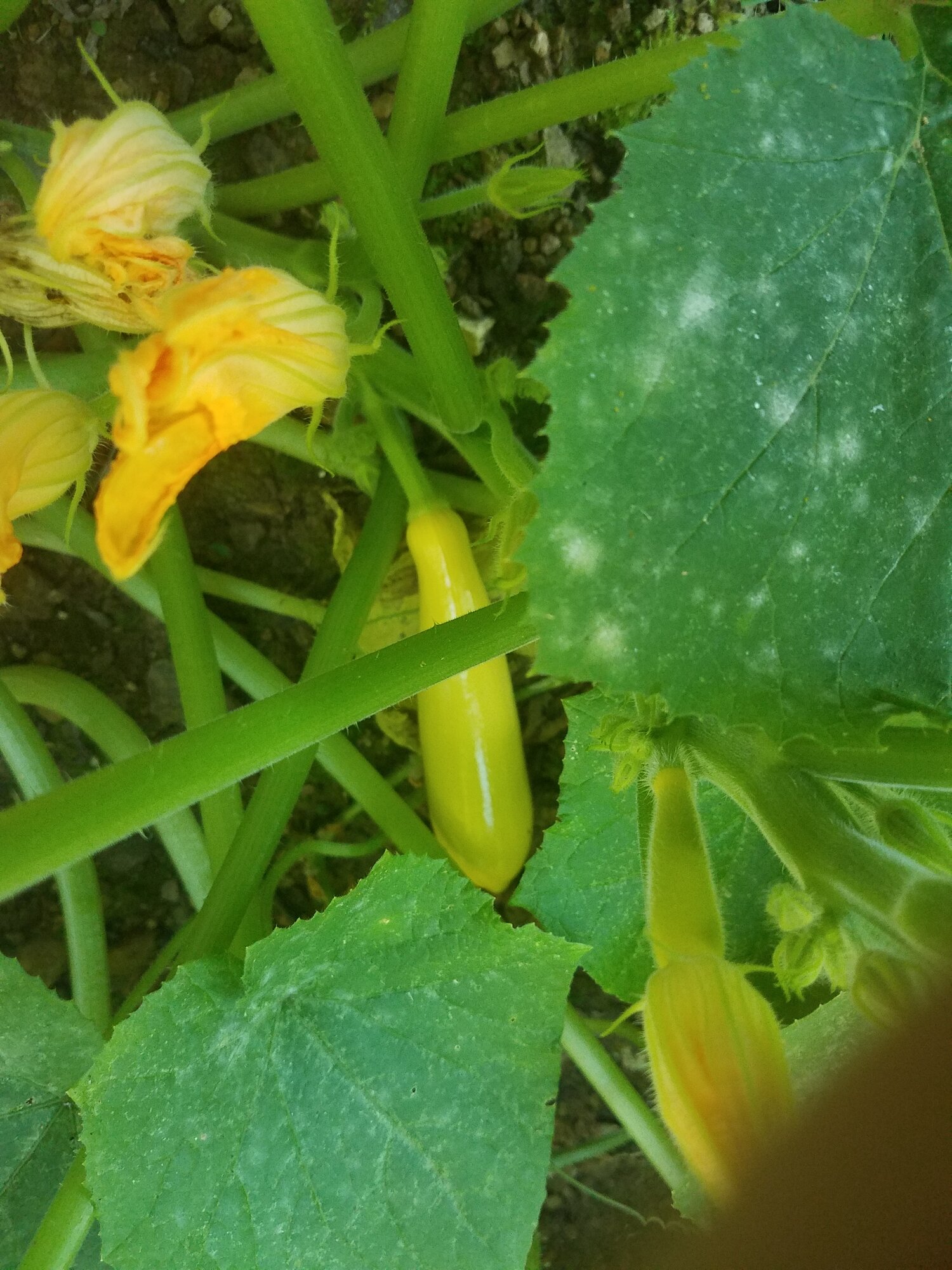 The first Zucchini squash