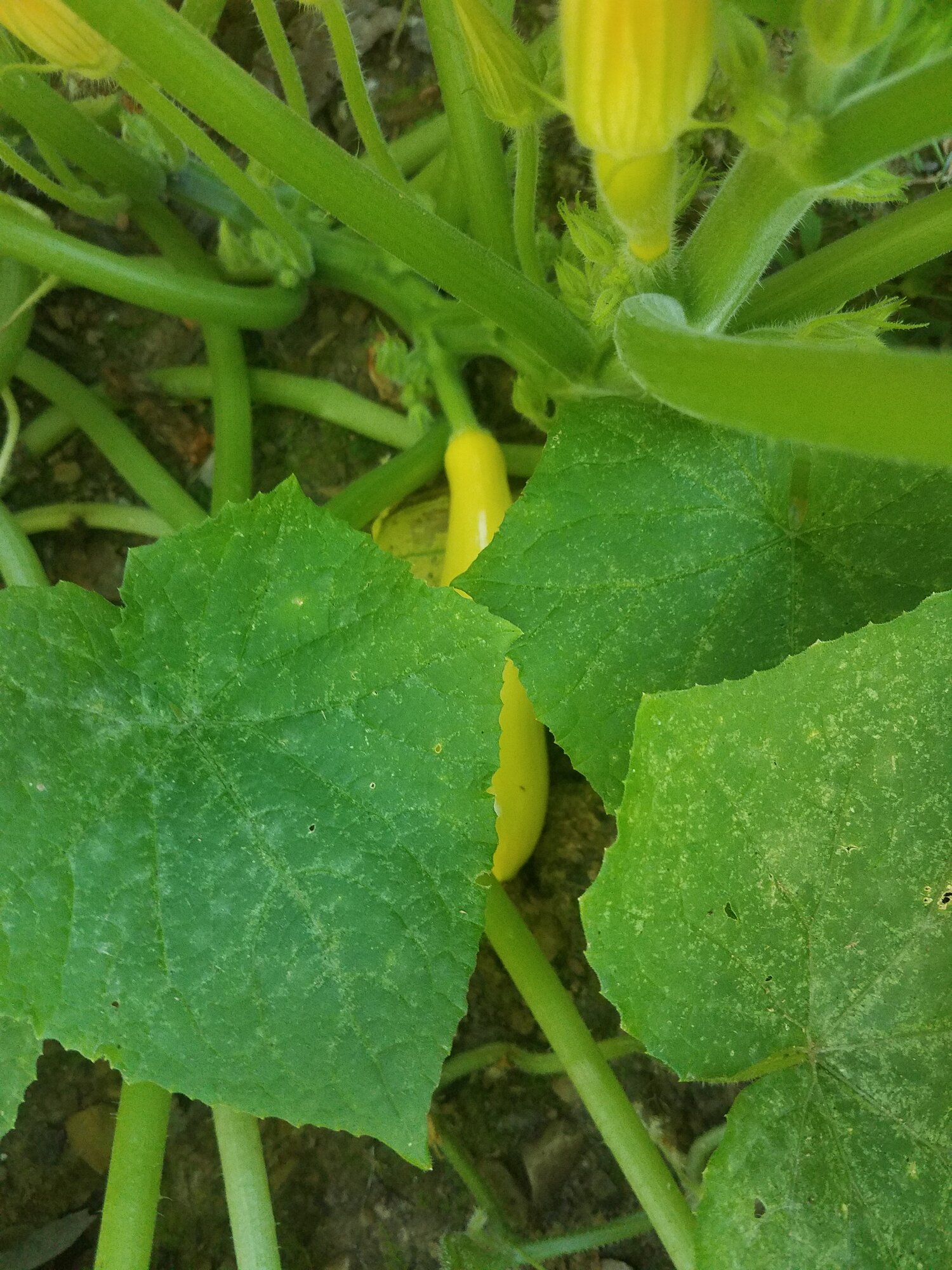 The first Zucchini squash