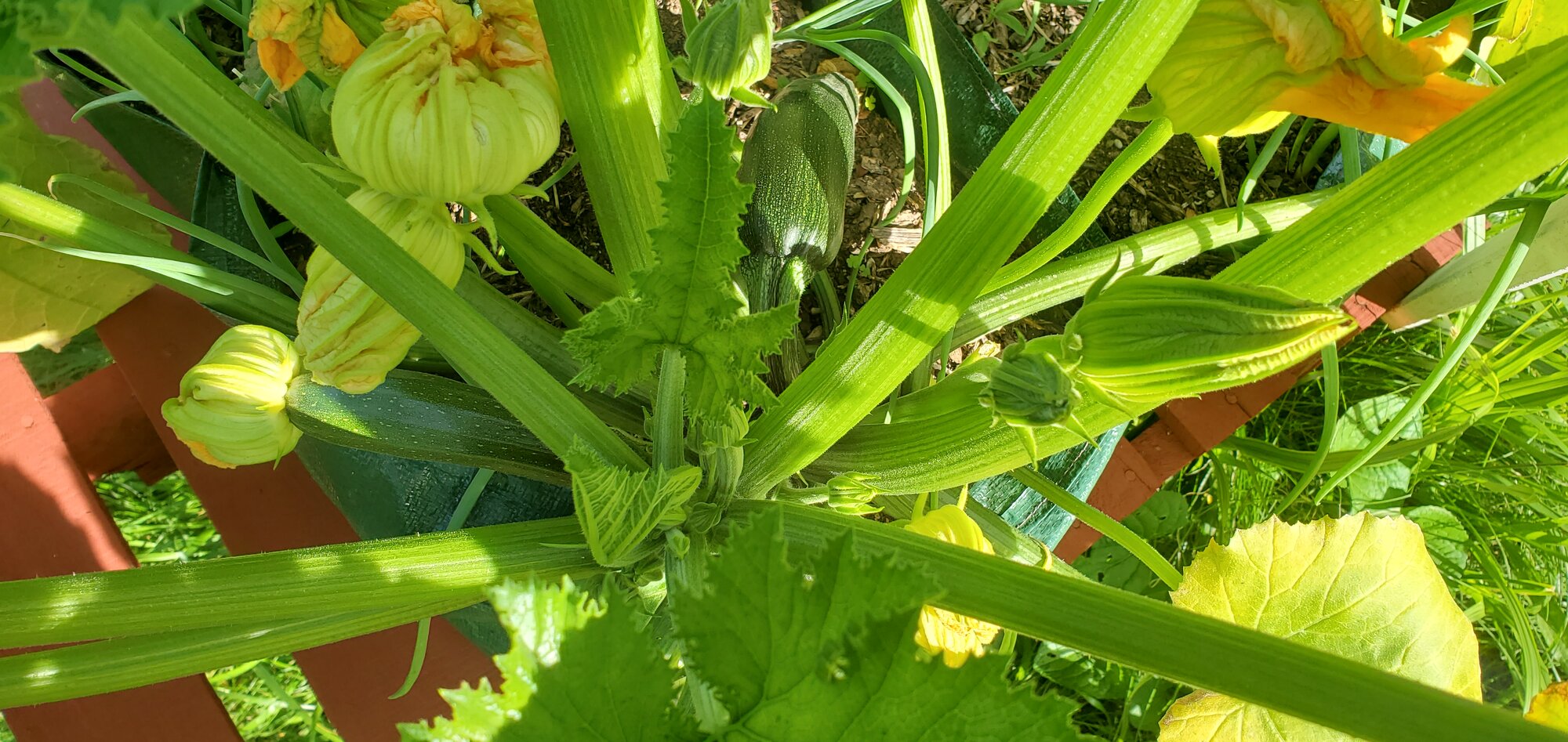 The first Zucchini