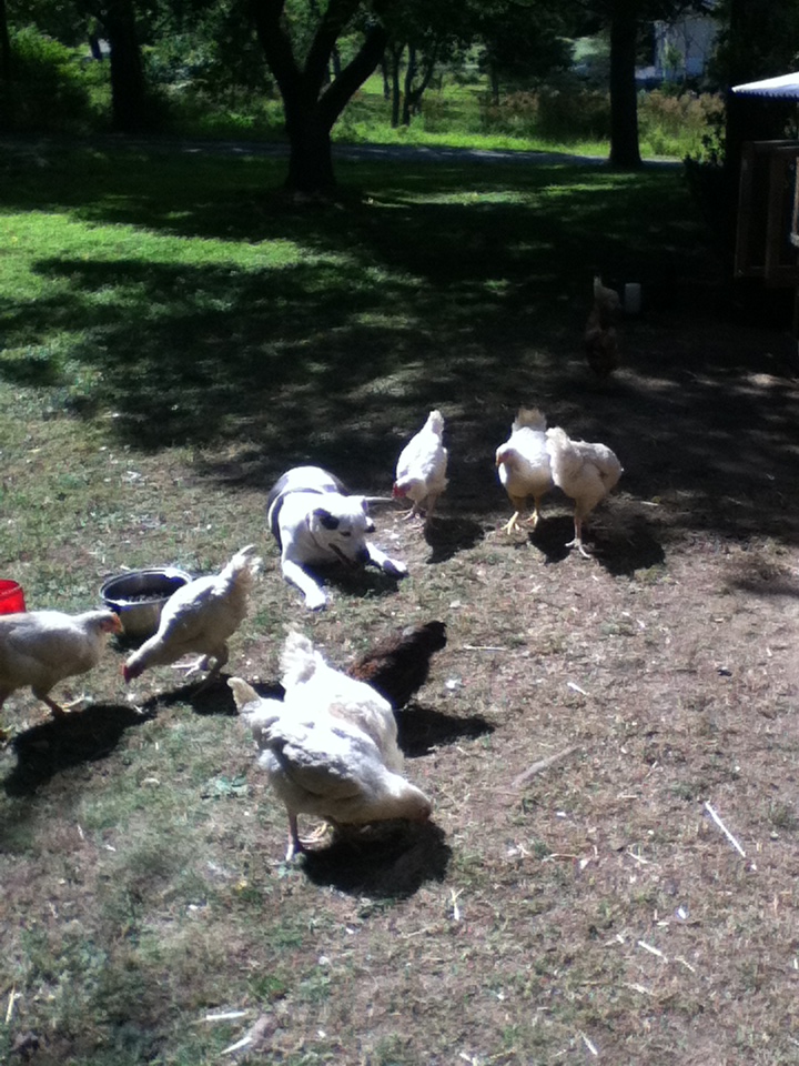 the flock and our pit bull co-existing