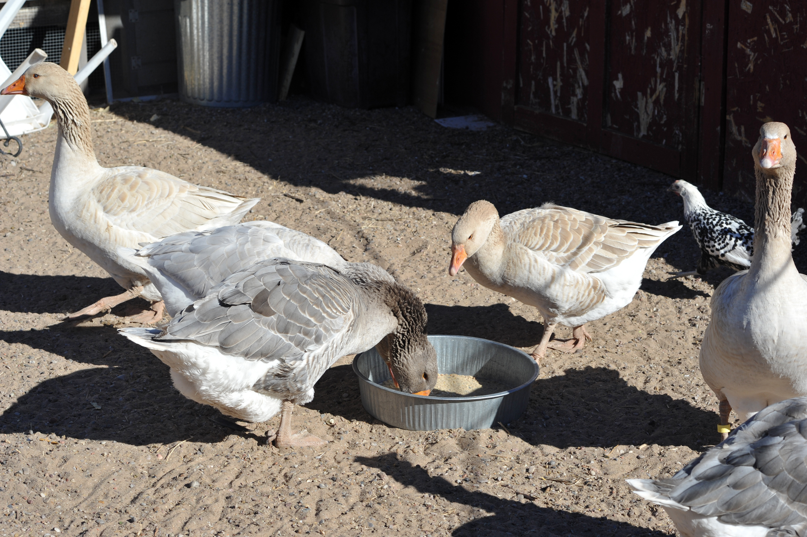 The flock at feeding time