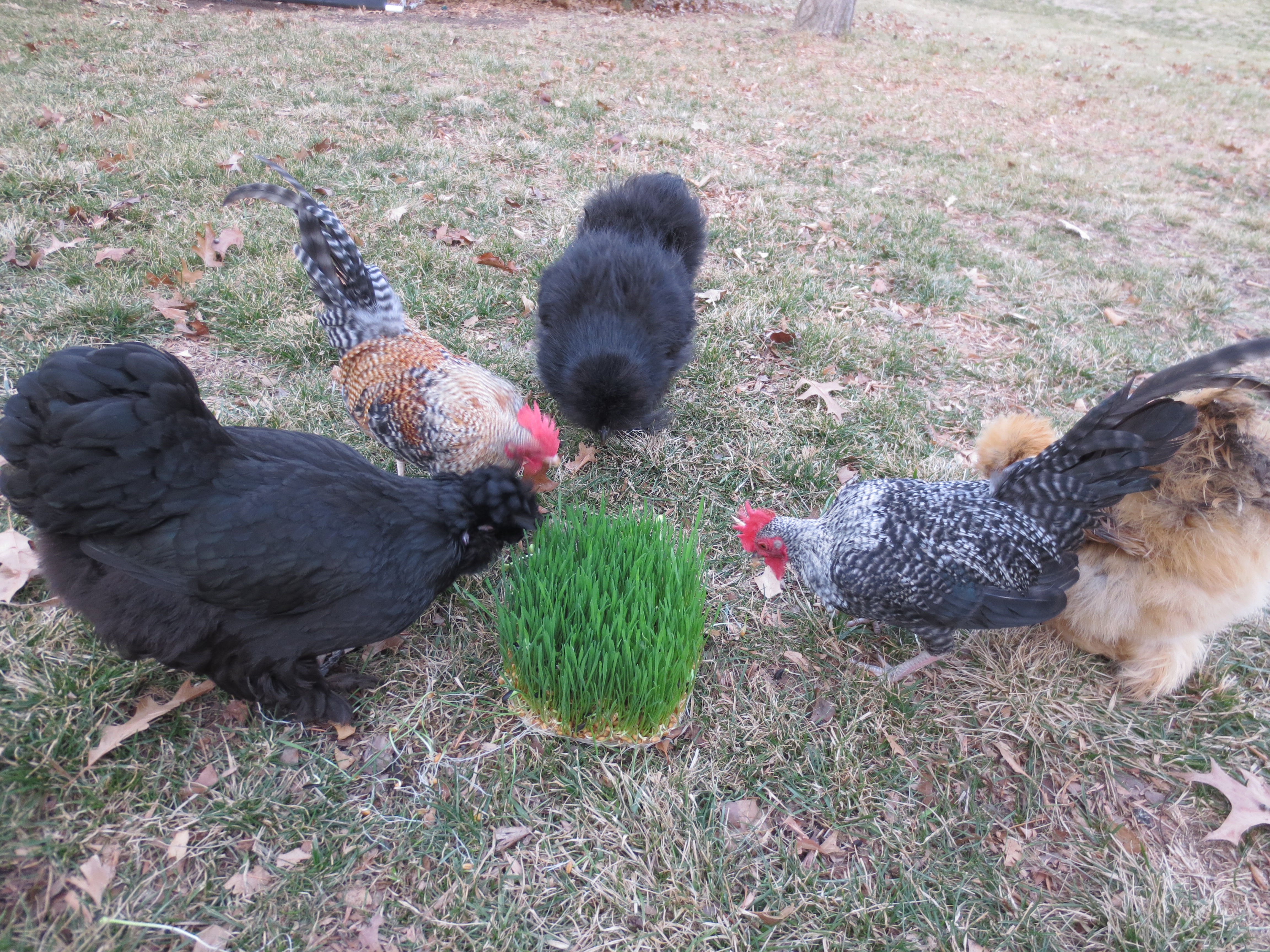 The flock enjoying some fodder.
