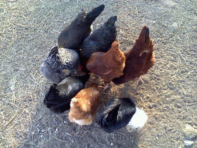 The flock enjoying some mealworm treats