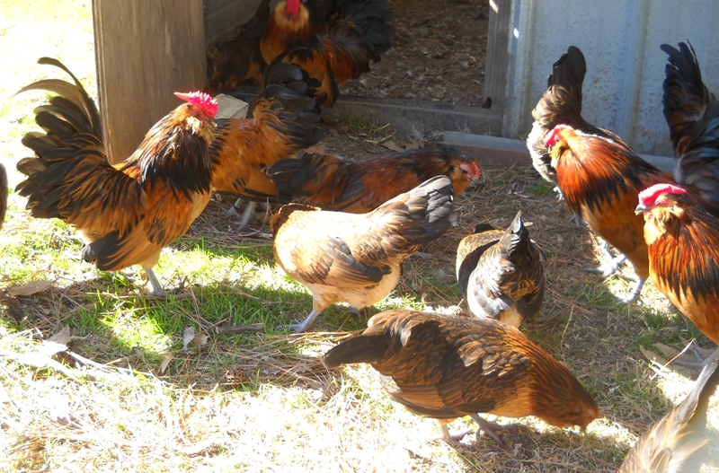 The flock enjoying some sunshine and grass.