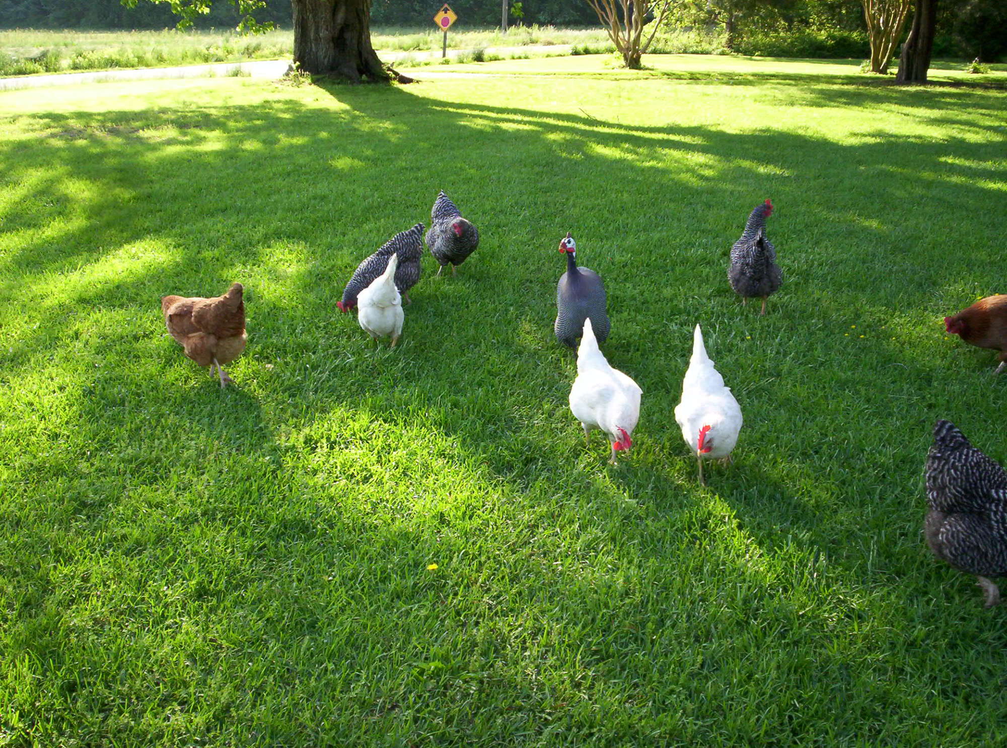 The flock enjoying Spring.