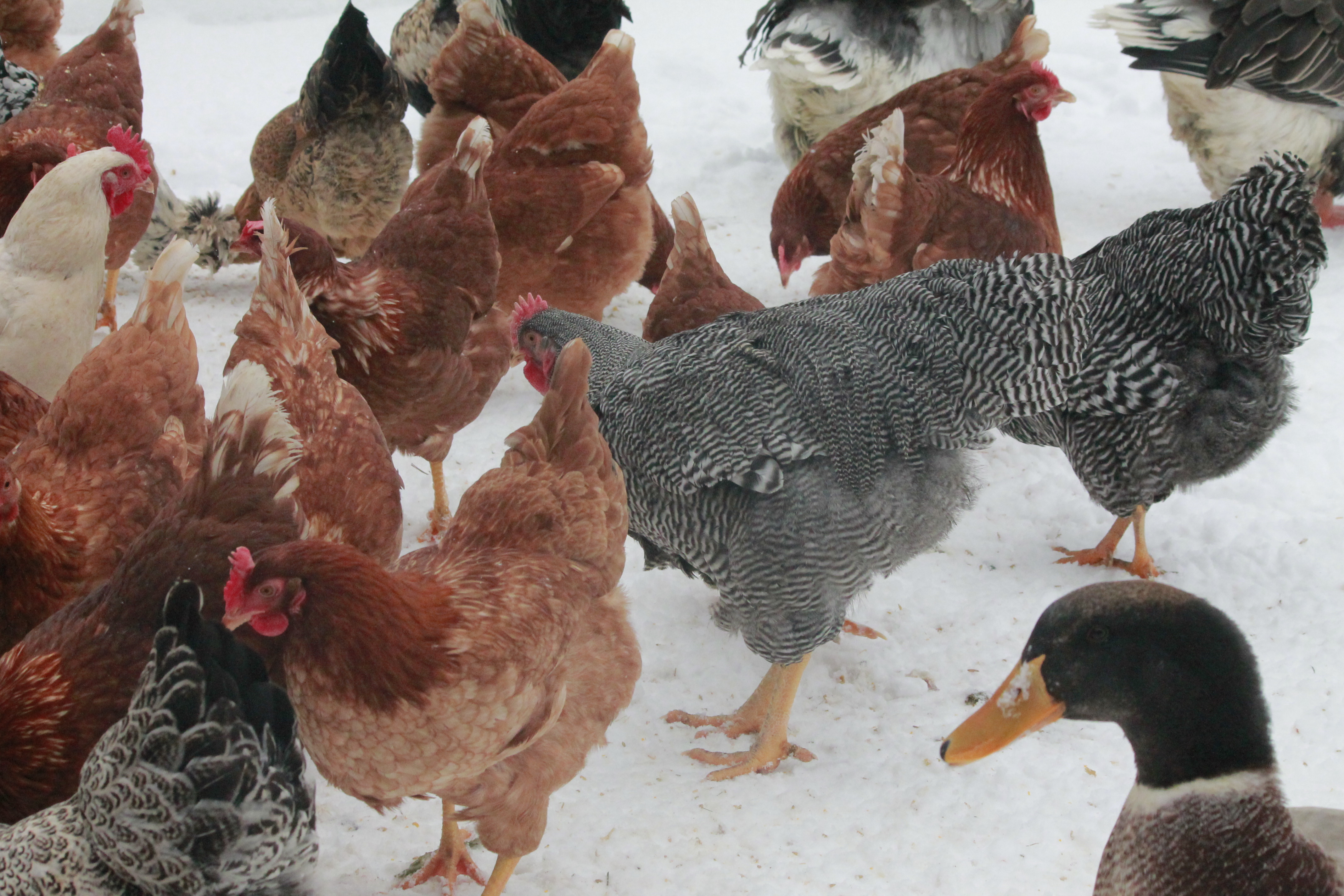 the flock enticed outside for leftovers 12/27/13