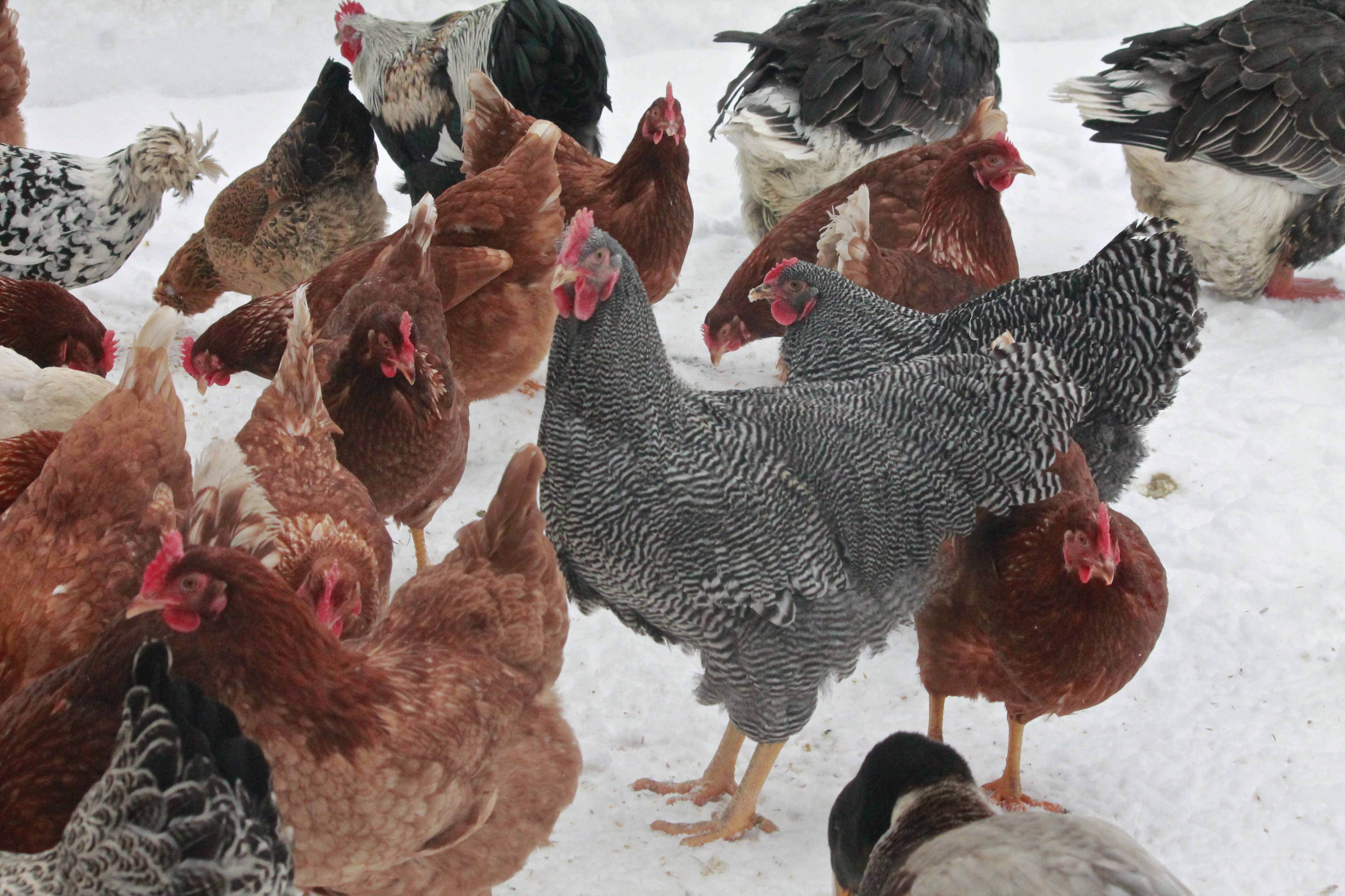 the flock enticed outside for leftovers 12/27/13
