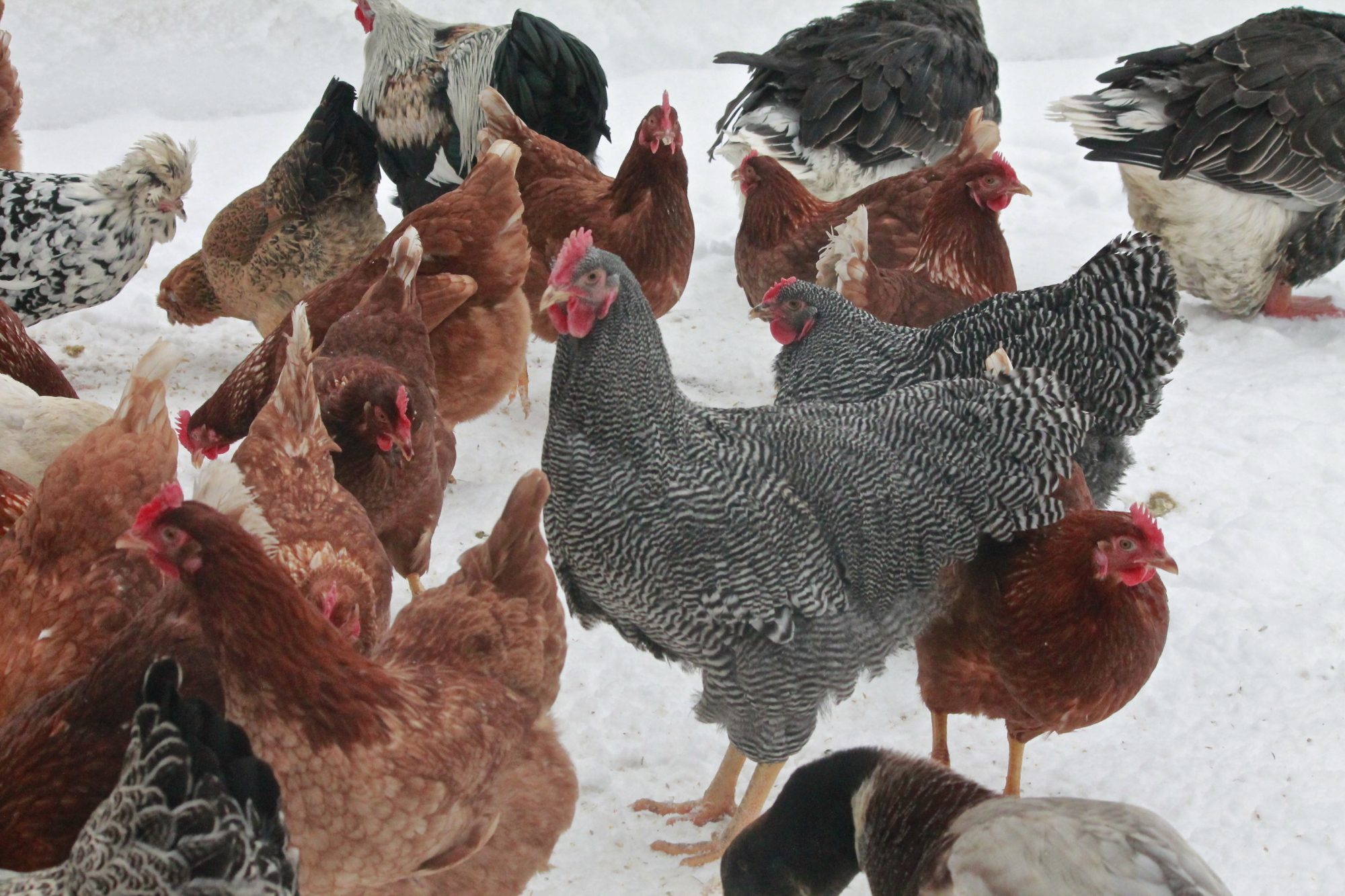 the flock enticed outside for leftovers 12/27/13