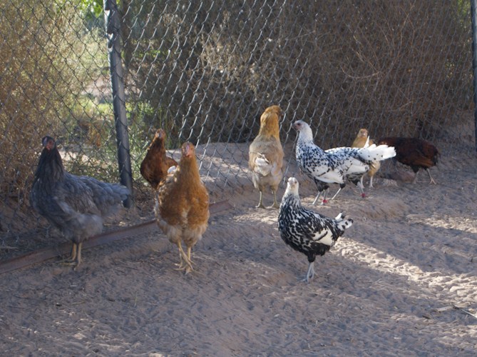 The flock found some shade by the house