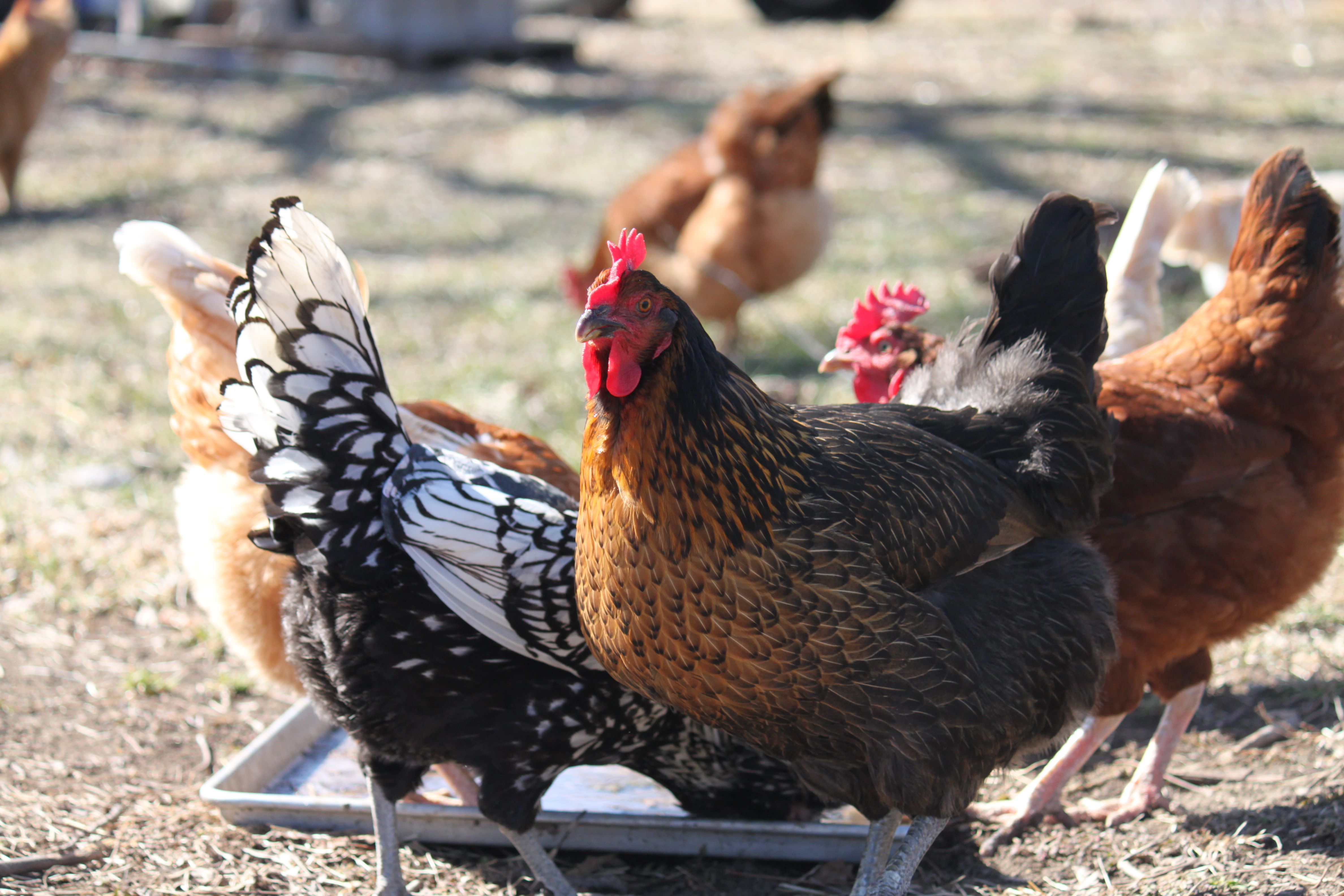 The flock-Gladys in front