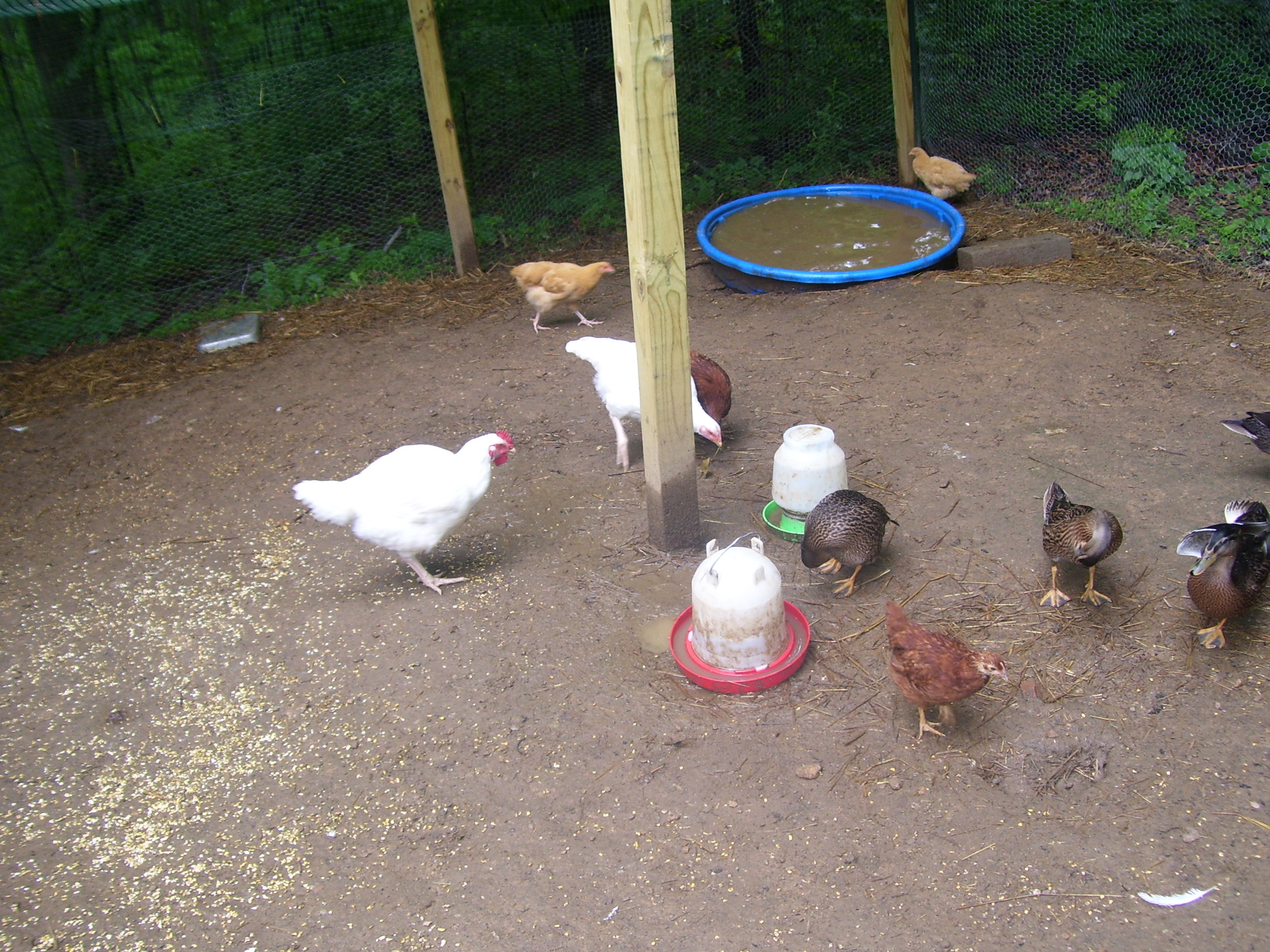 the flock ;o