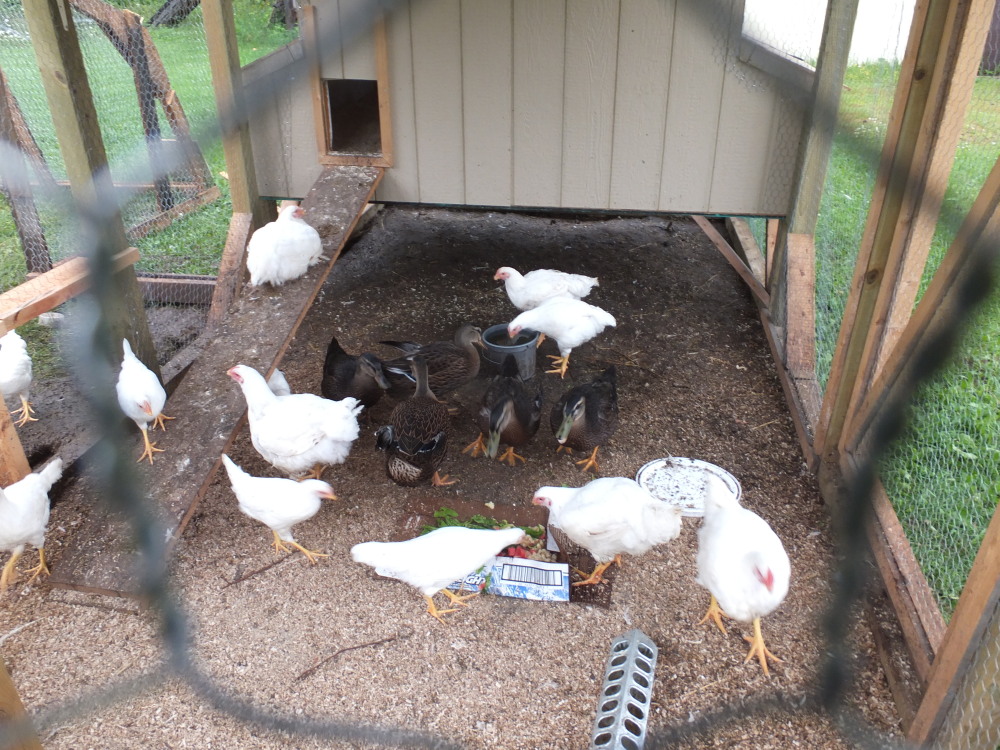 The flock spring 2013 our first season raising our own birds (chickens, ducks and pheasants)