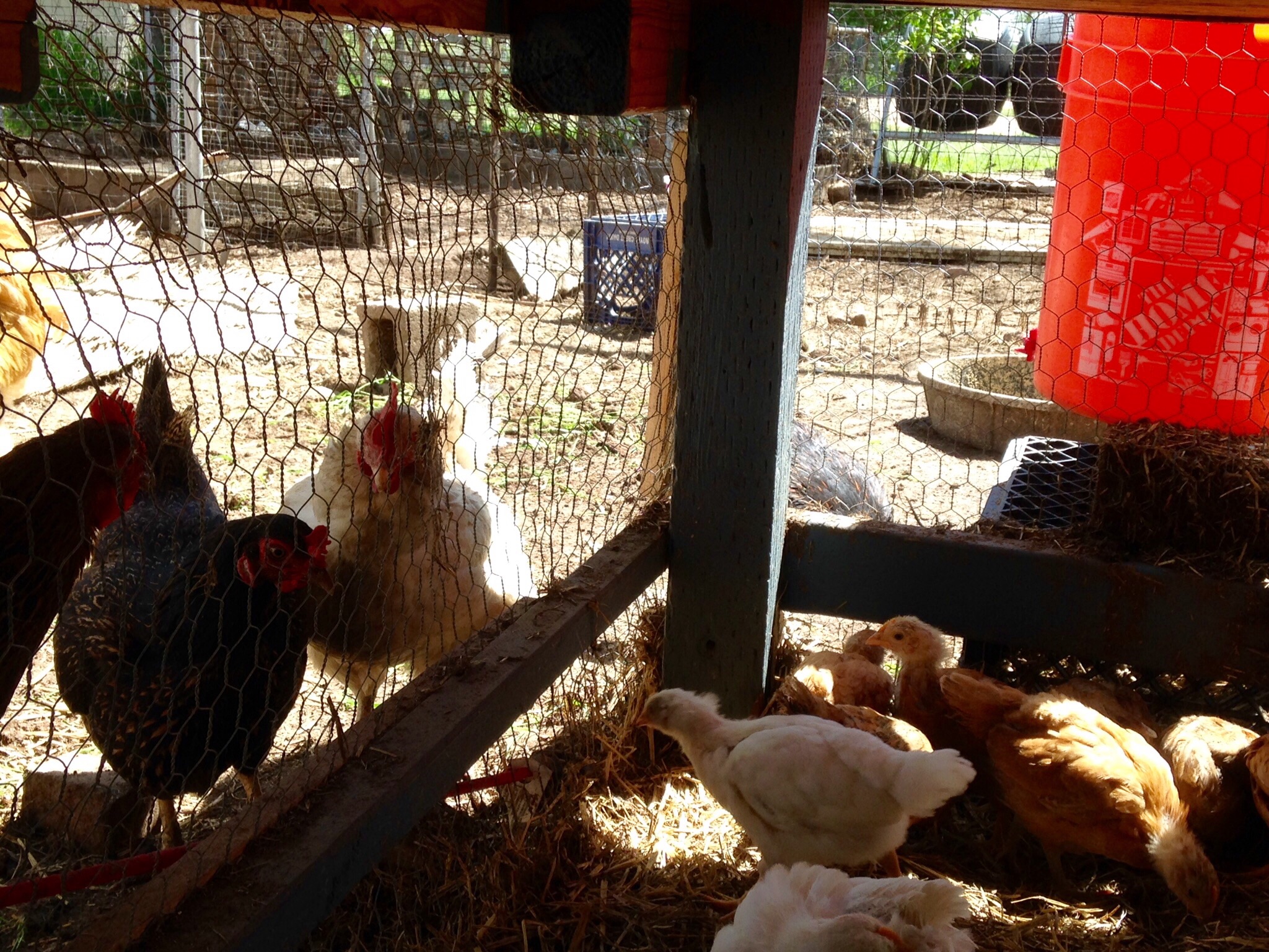 The flock was curious....