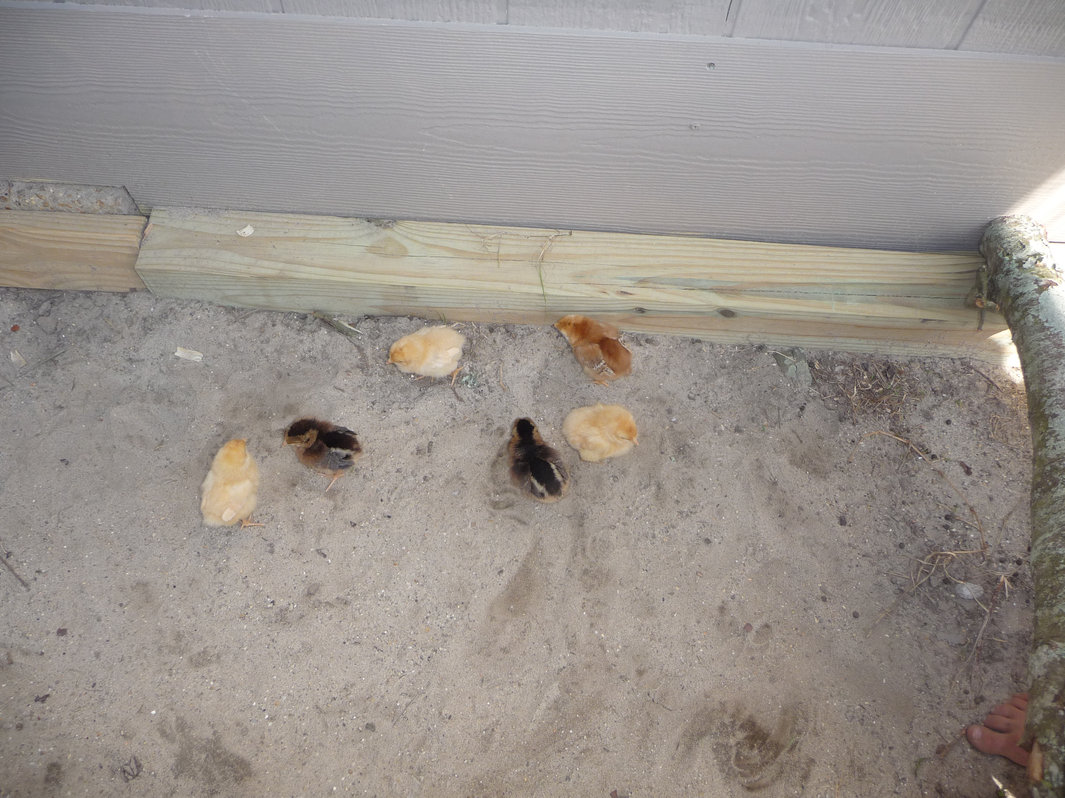 The flock when they were chicks.