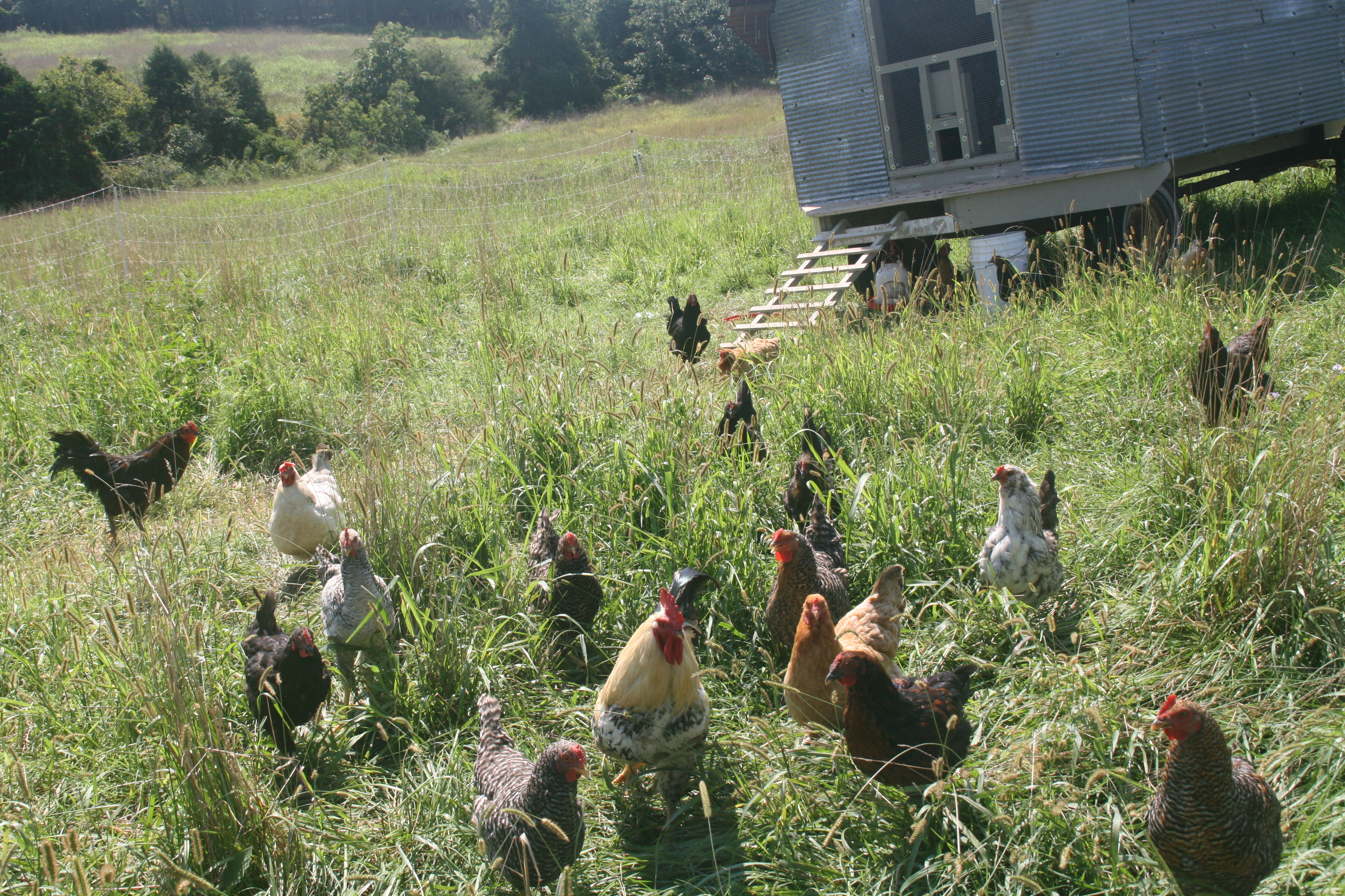 The flock with coop in background