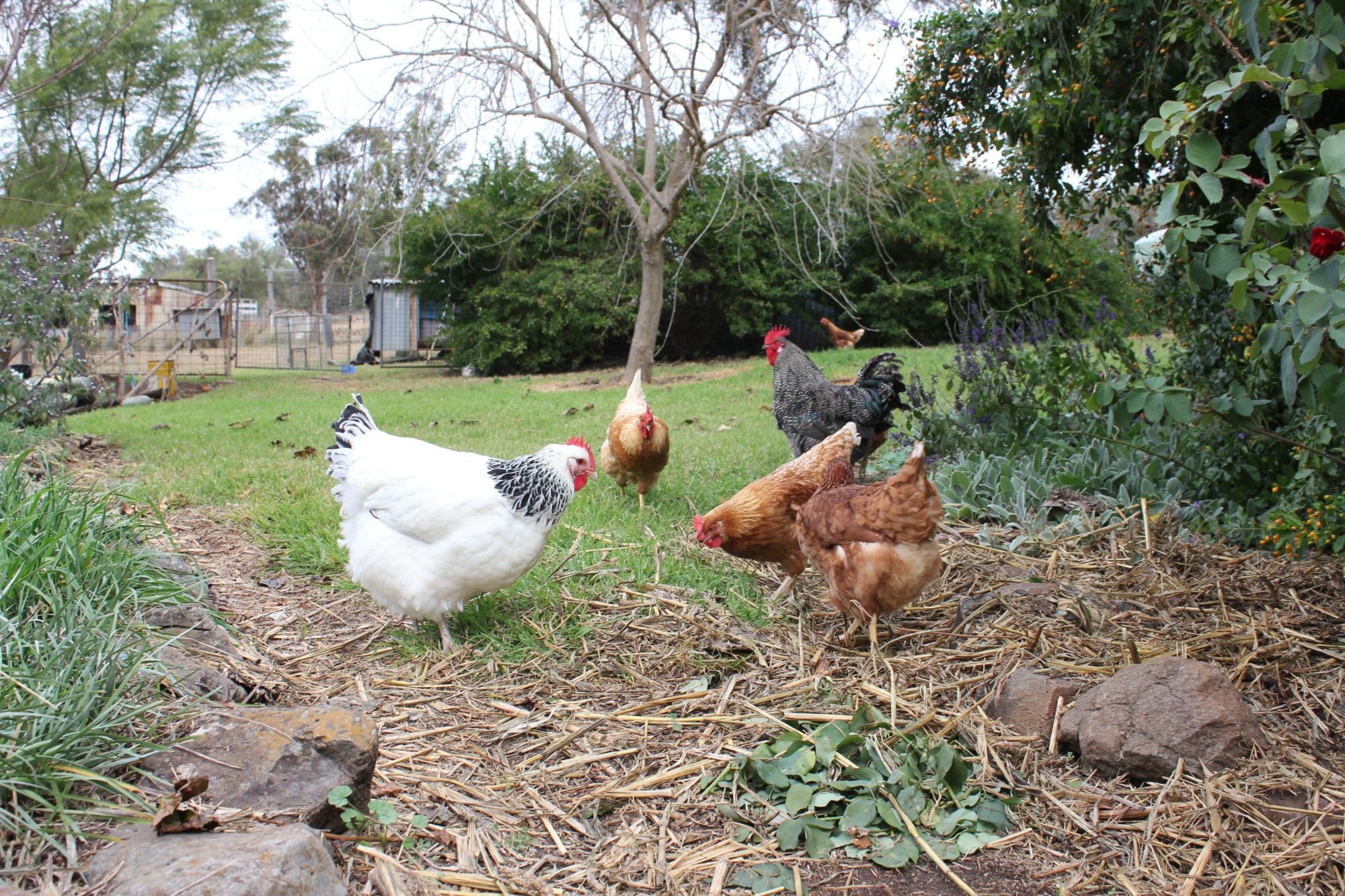 The flock with Whoppa. (the white hen)