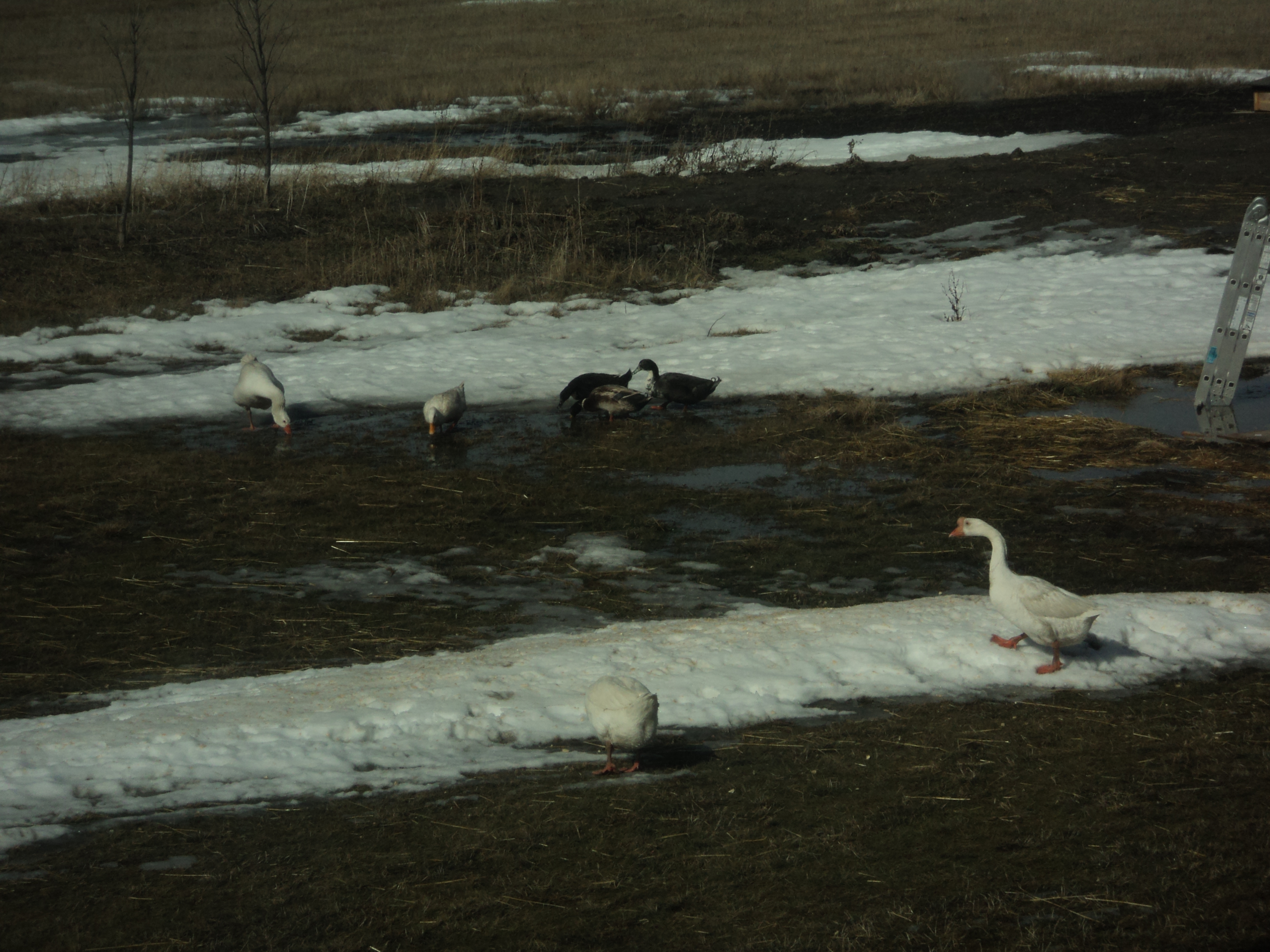 The flock