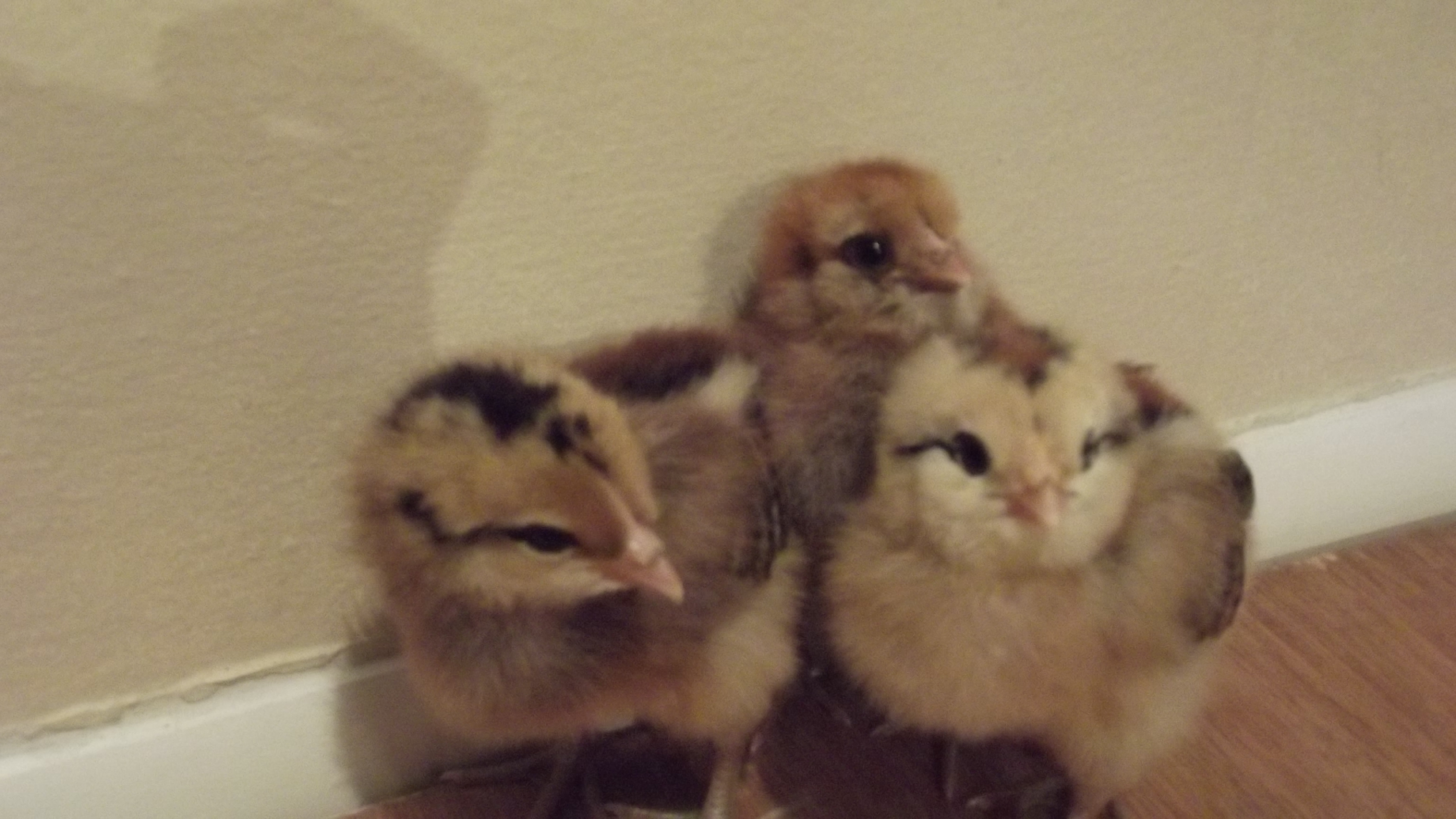 the flock