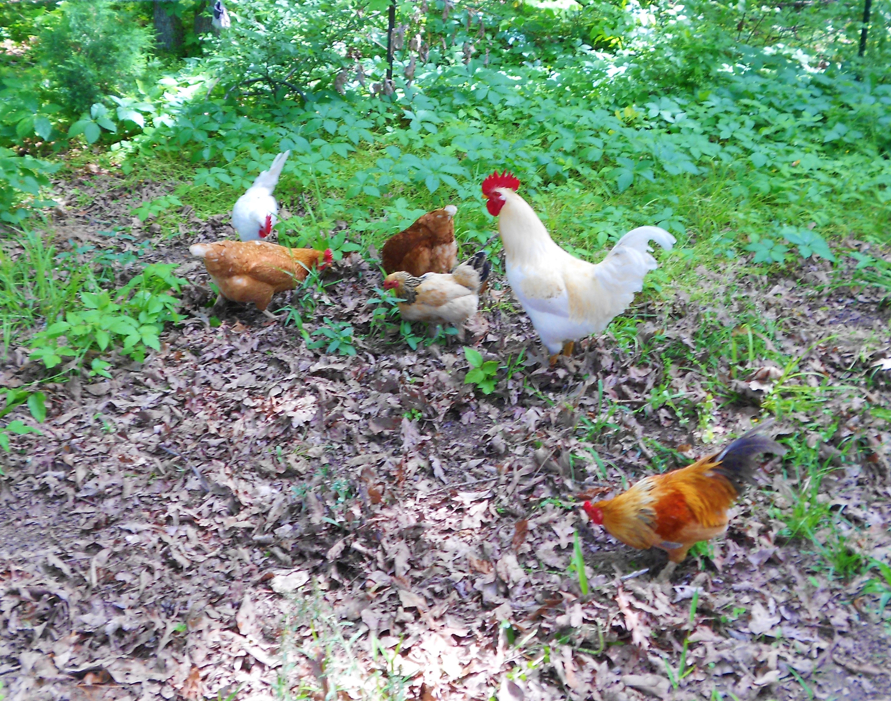 The Flock !!!