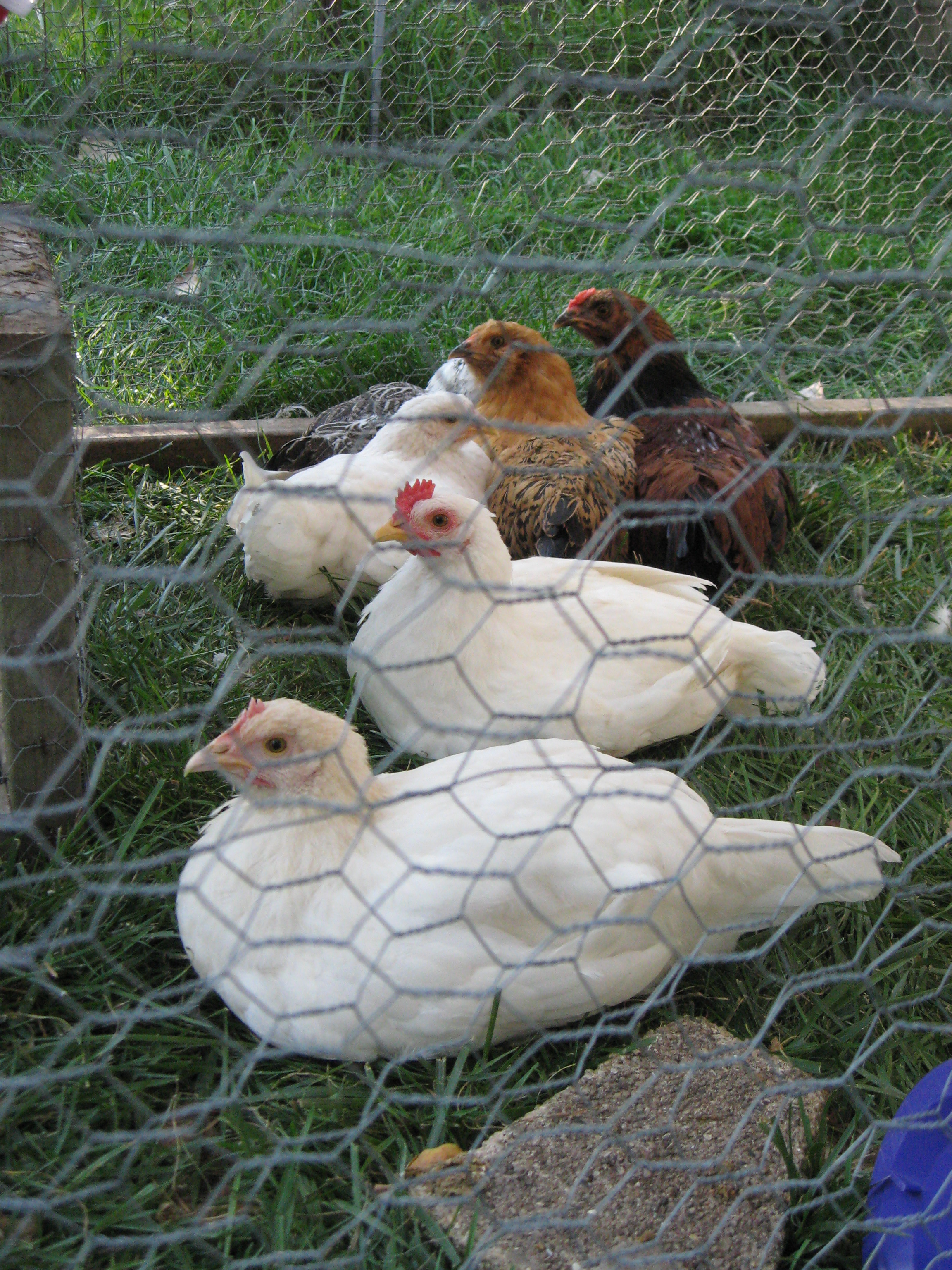 The flock
