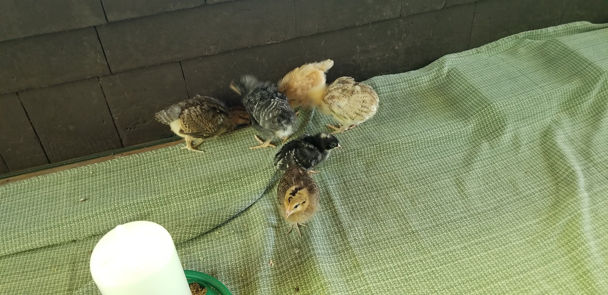 The flock
