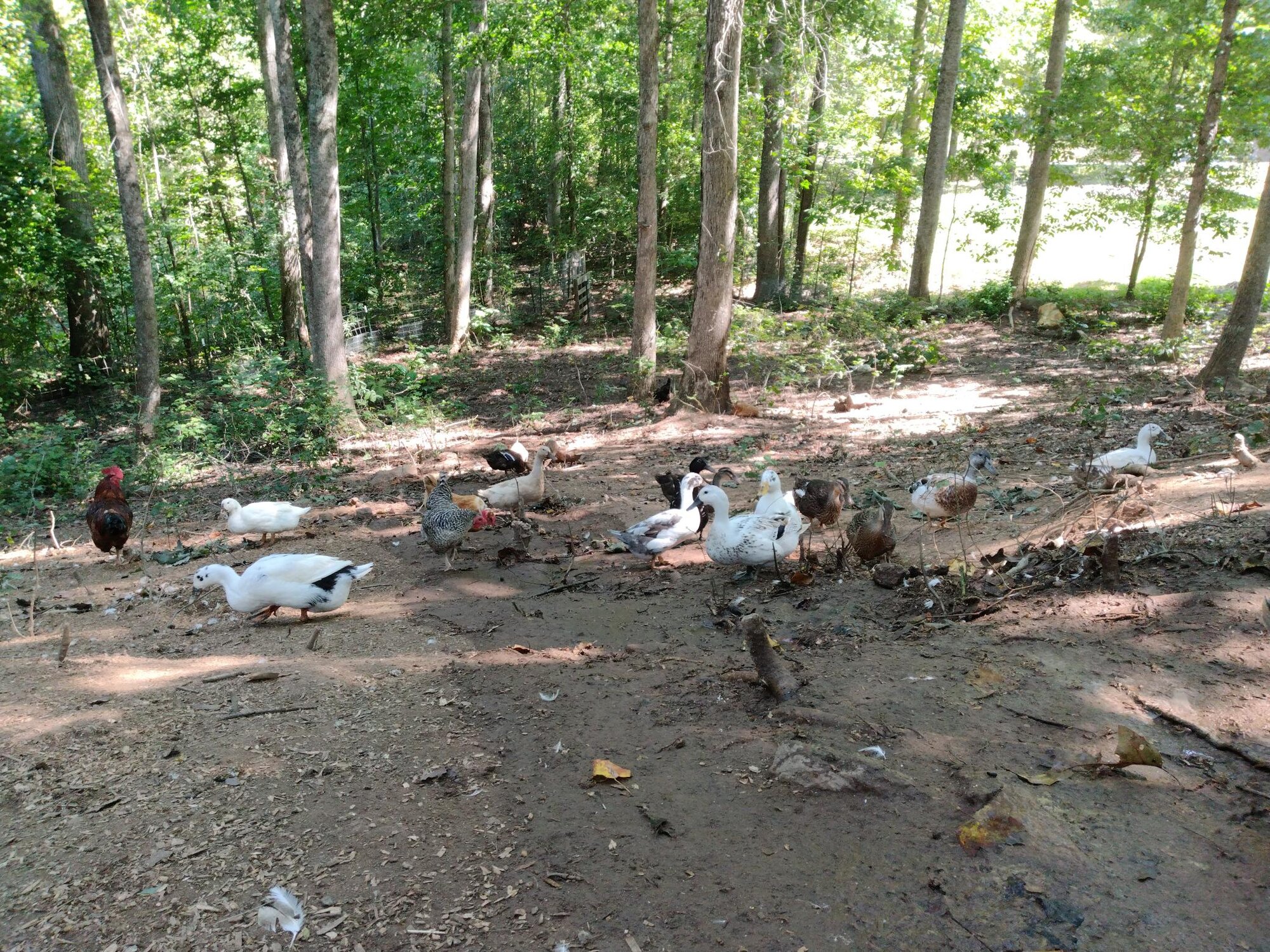 The flock