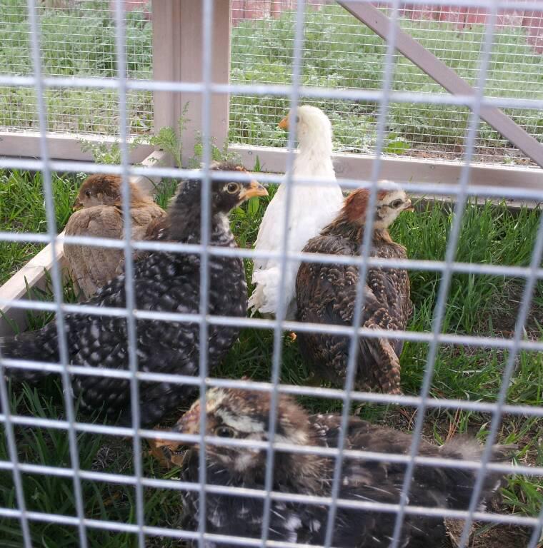 The flock's first foray outside. Just a day-trip.