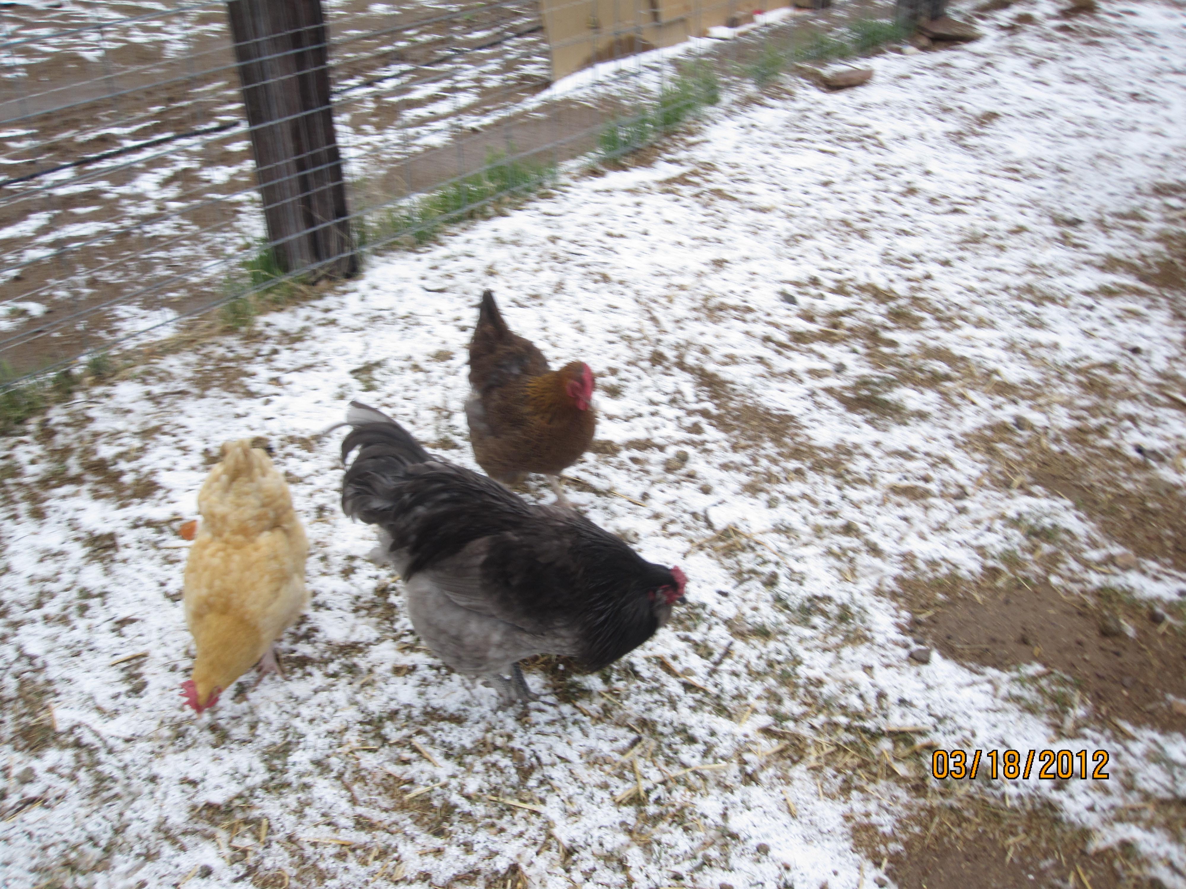 The flocks first snow