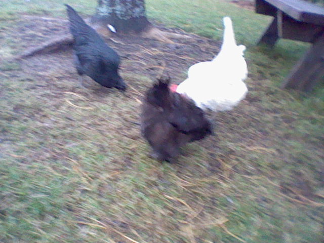 The fluffy black one is Jenny a silkie Bantam.
Slick Black one is Sweety a Black Sumatra. 
The white one is Mega-Metra a Austra White.