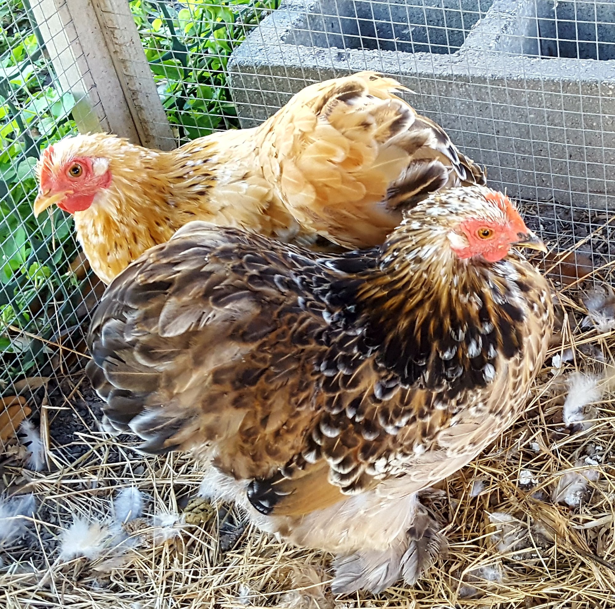 The Fluffy Butts