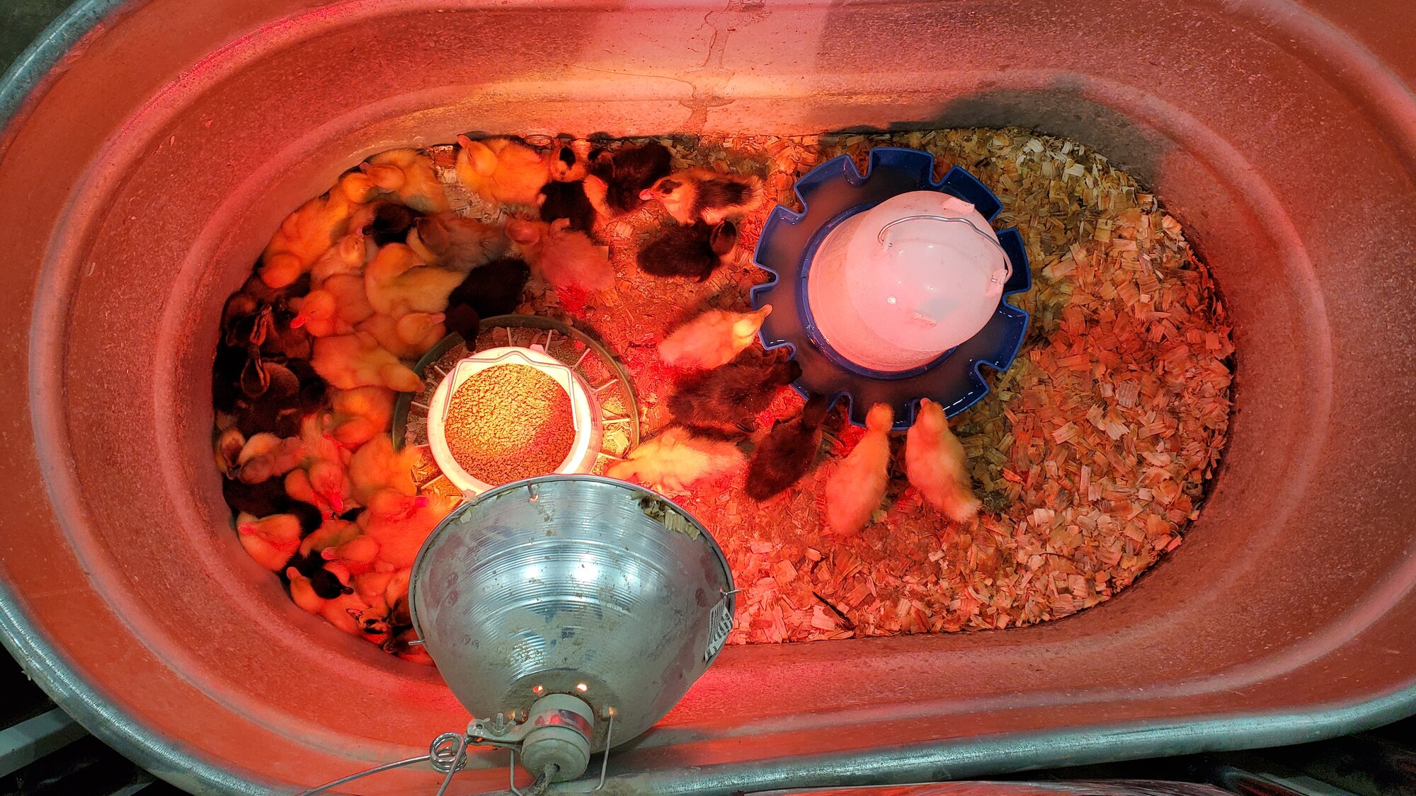 The force was strong in me: I did not bought any ducklings!