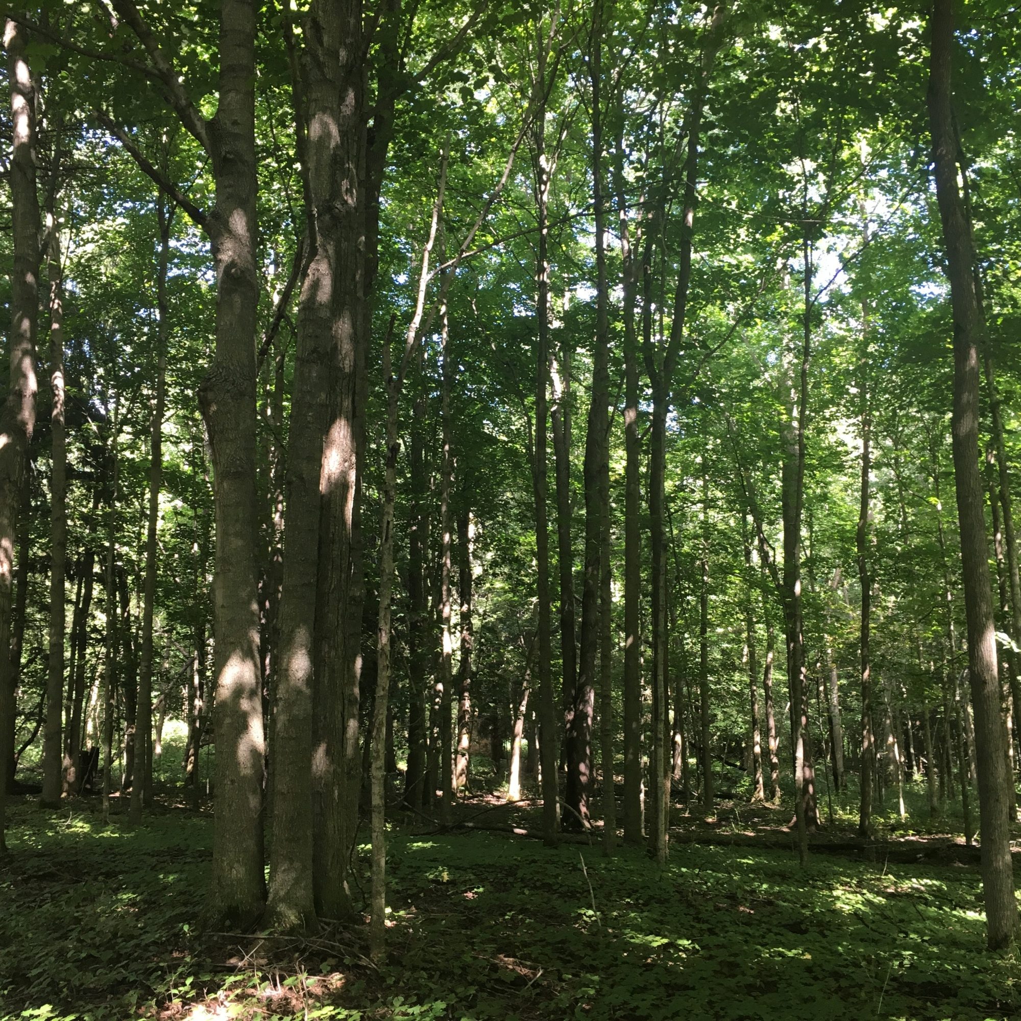 The forest in the back of my parents property