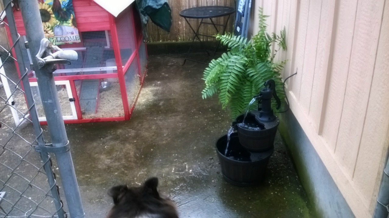 The former dog kennel that was not being used.