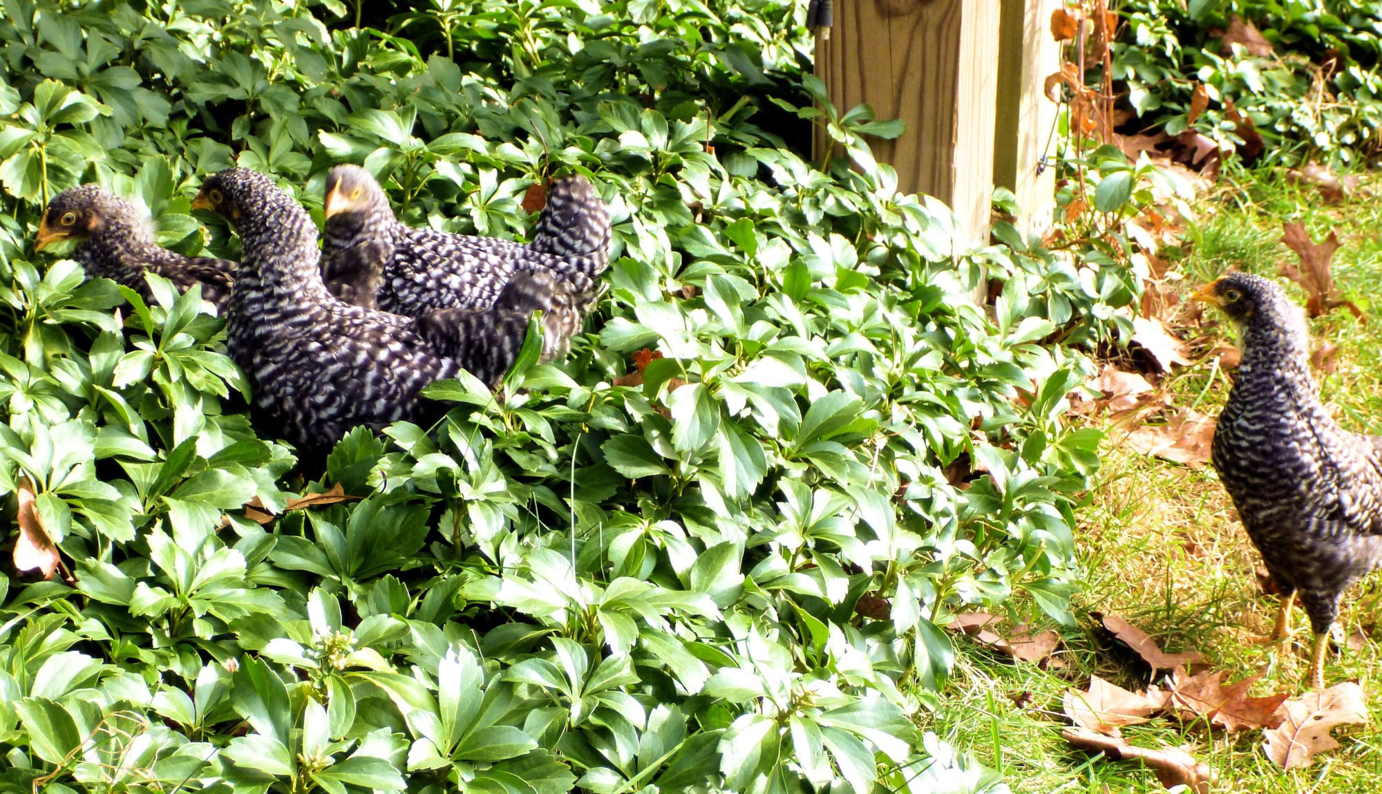 The found the pachysandra just fine.