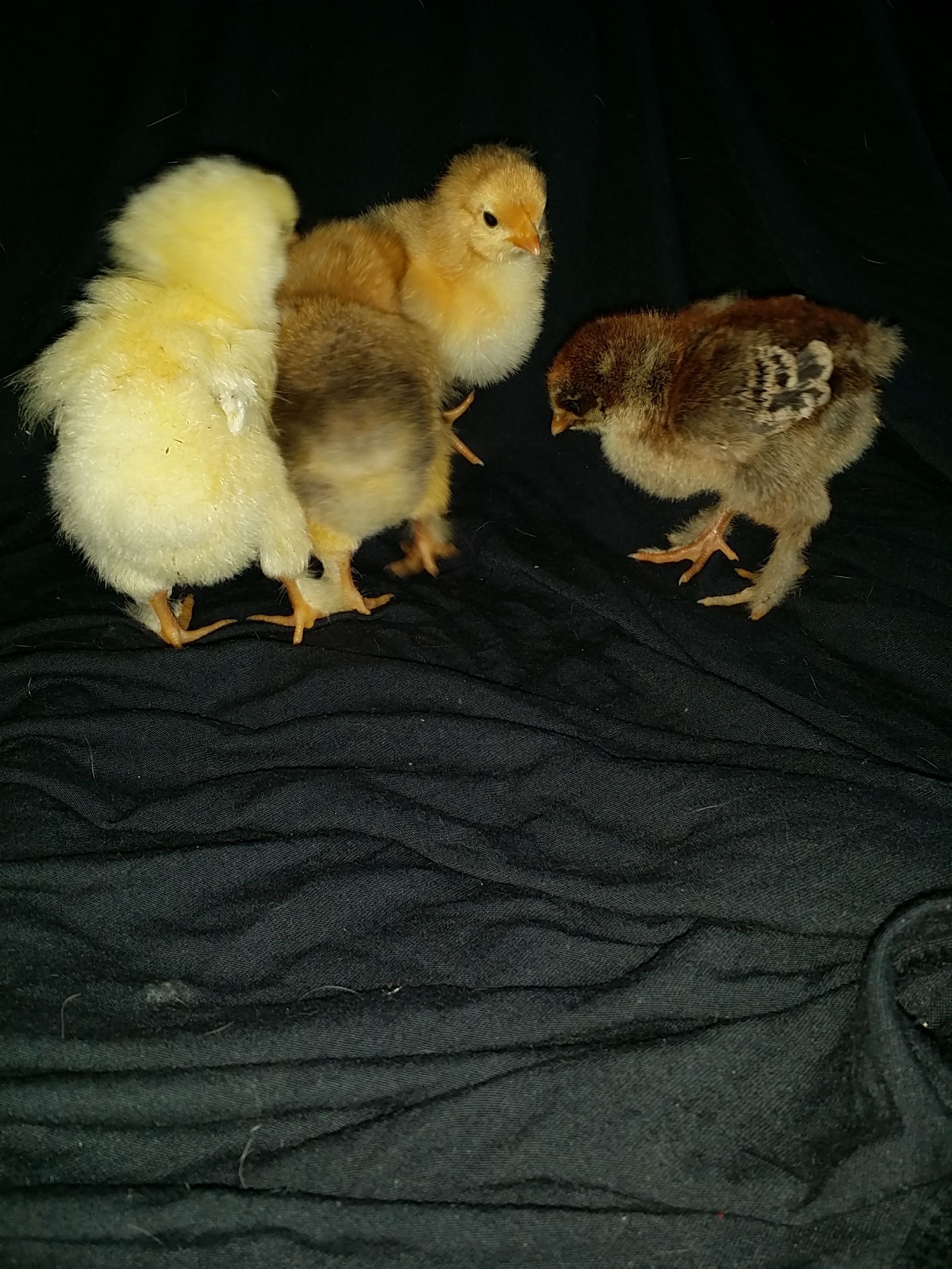 The four babes :)