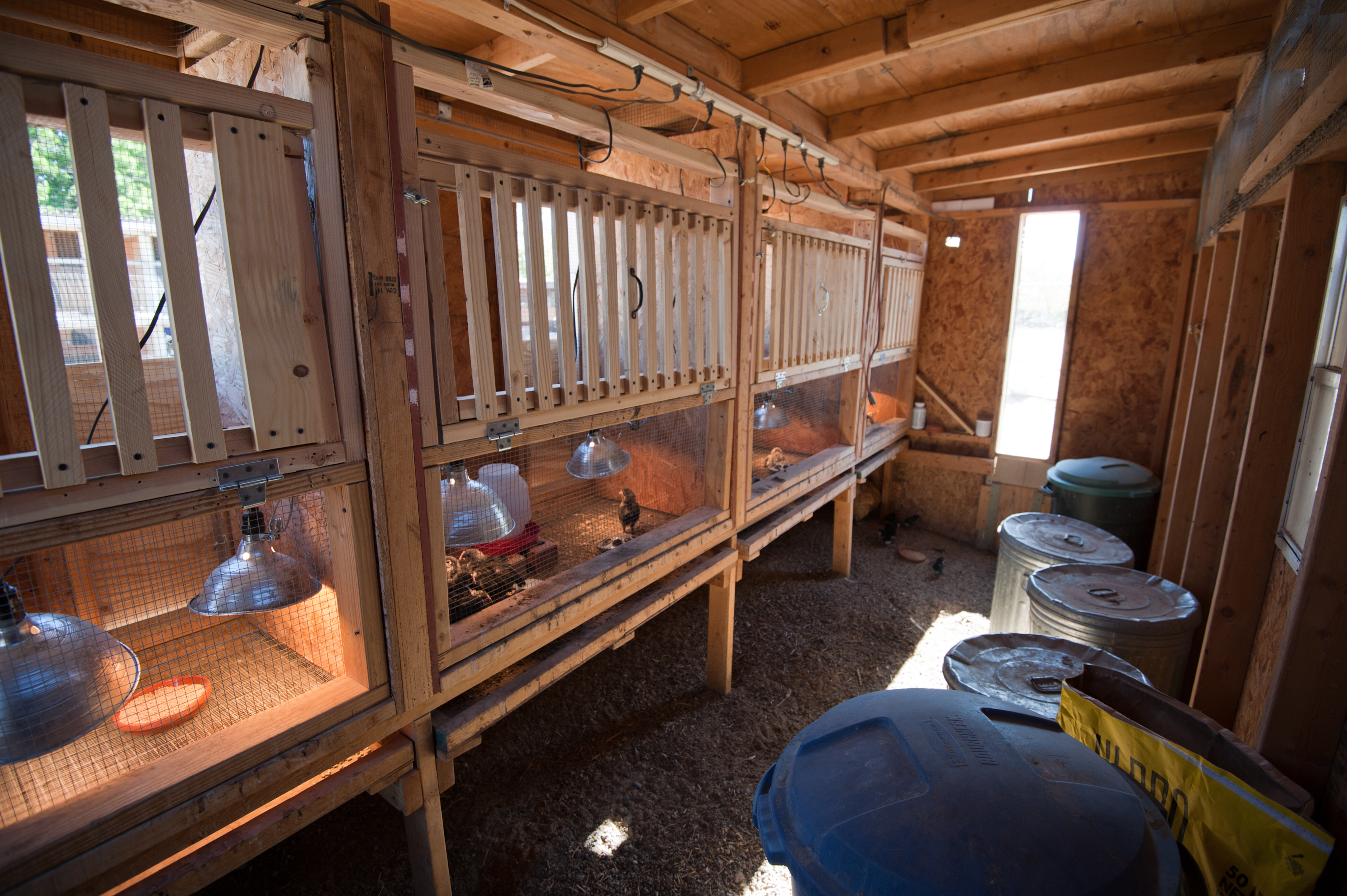 The four brooders in the old 8 foot by 16 foot Roller walk-in kit box loft. Building faces South on the right; North on the left and East straight ahead. That allows the brooders to stay out of direct sunlight. Both building ends have wire vents. South side has a 16 foot x 16 foot grow out pen attached.