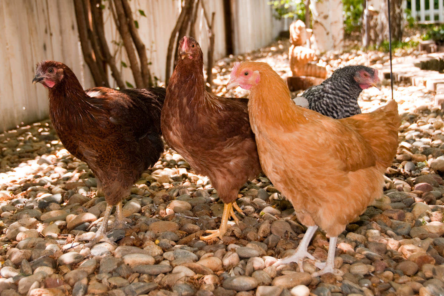 The four girls Lucy the Partridge Rock, Lily the Rhode Island Red, Deloris the Buff Orpington and in the back Cecil the Barred Rock.