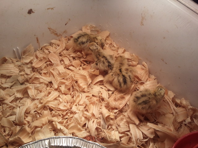 The four Ground hog's Day quail I hatched. Hatched: 02/03/2012. A sad day late. As always~