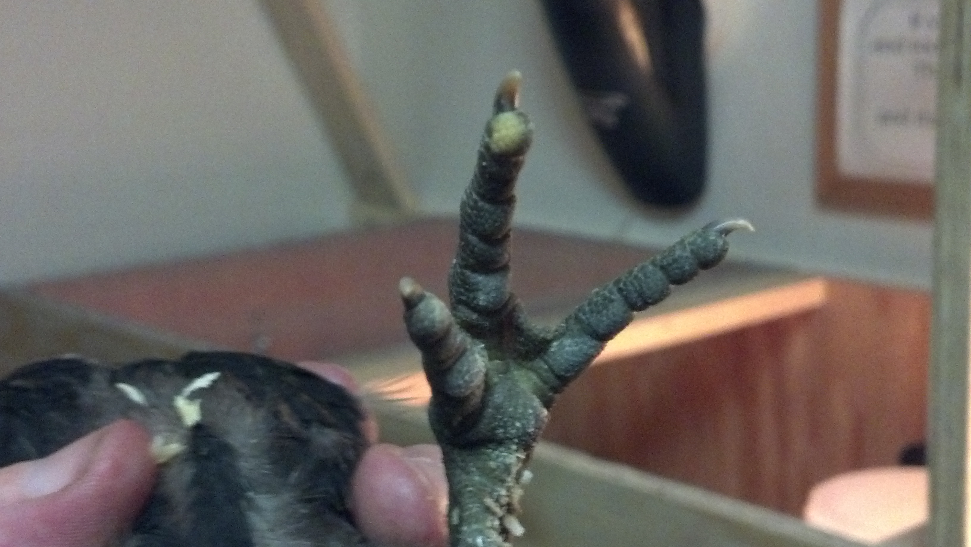 The four that are growing fast all seem to have a part of their middle toe that is white.